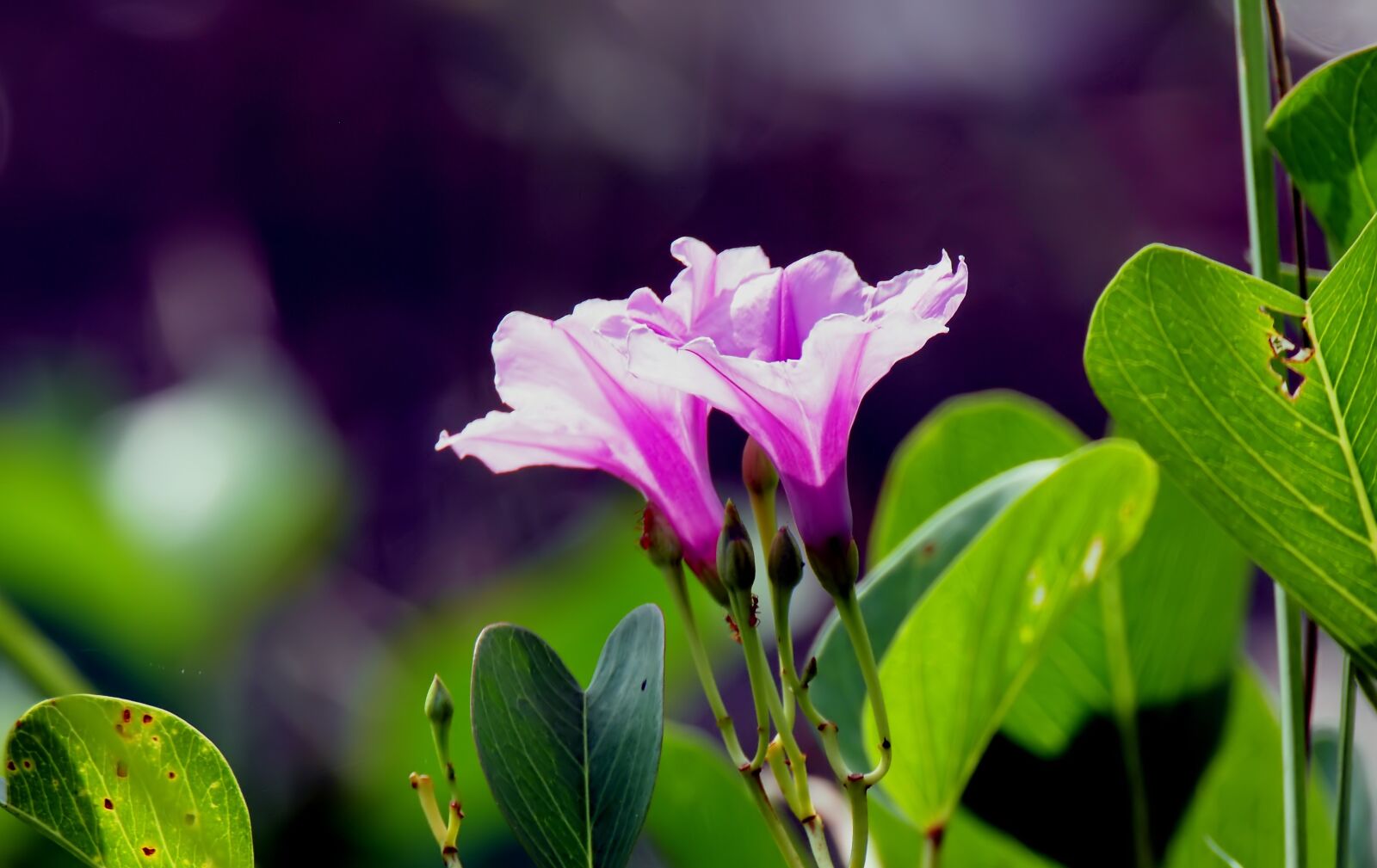 Olympus OM-D E-M1 sample photo. Flower, blooming, wild photography