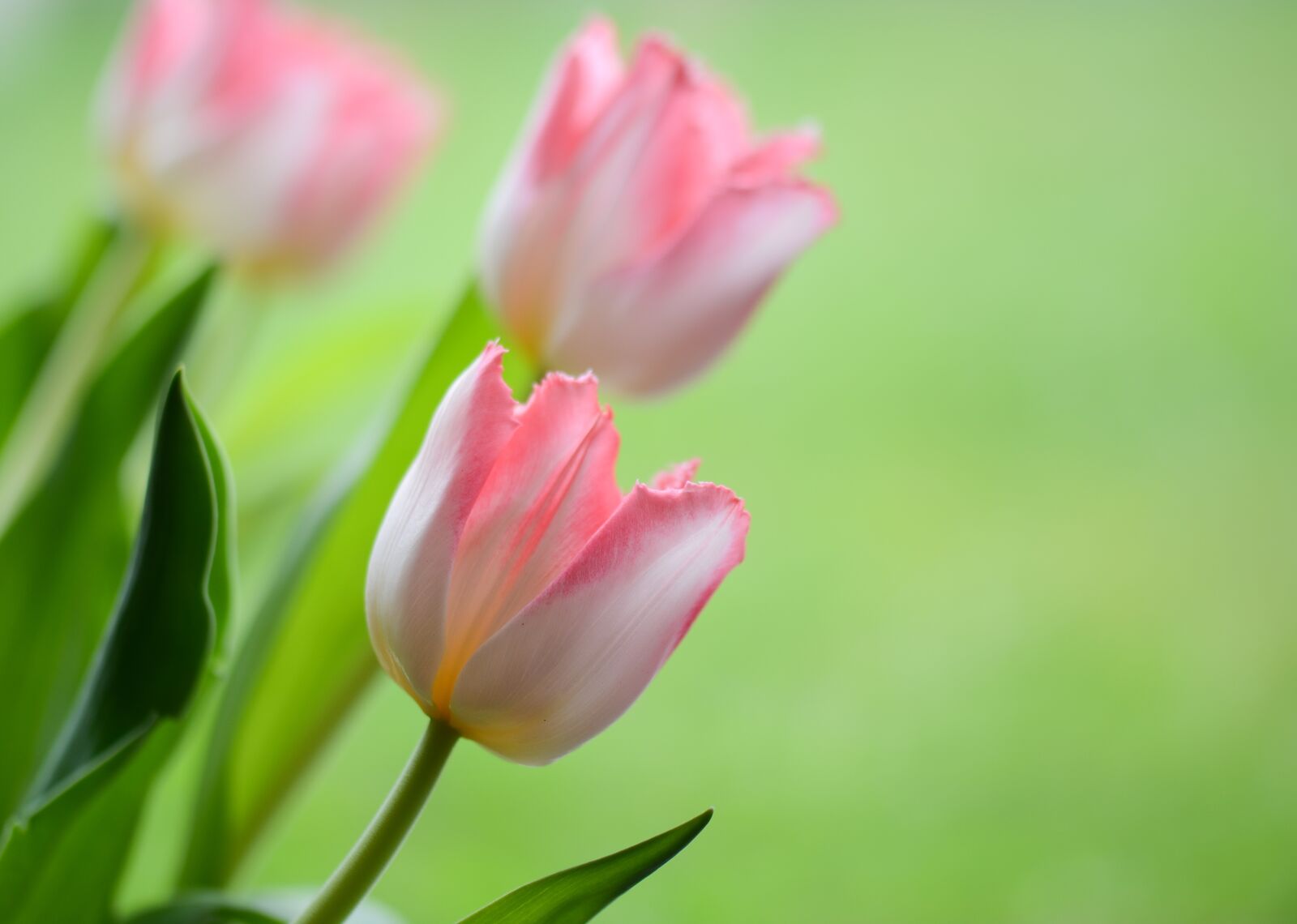 Nikon D7000 sample photo. Tulips, flowers, spring photography