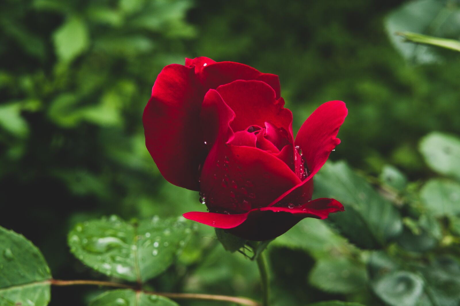Sony Alpha NEX-3 + Sony E 18-55mm F3.5-5.6 OSS sample photo. Pink, roses, garden photography