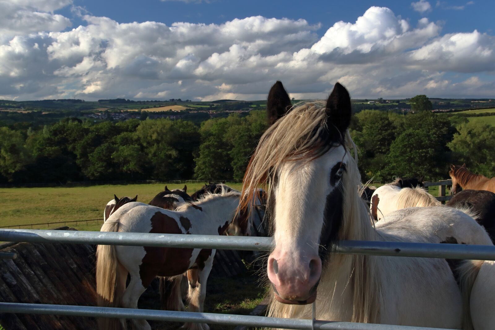 Canon EOS 80D sample photo. Horses, paddock, field photography