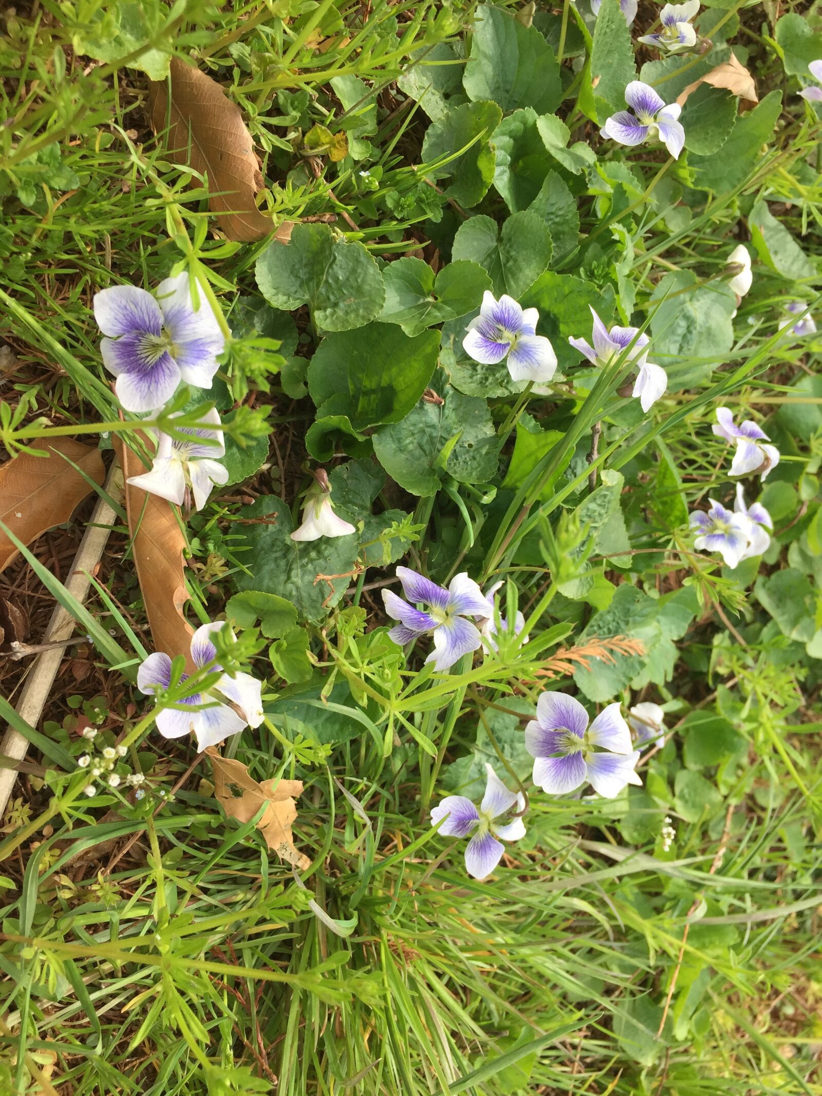 iPhone 6 back camera 4.15mm f/2.2 sample photo. Landscape, gil, forest photography