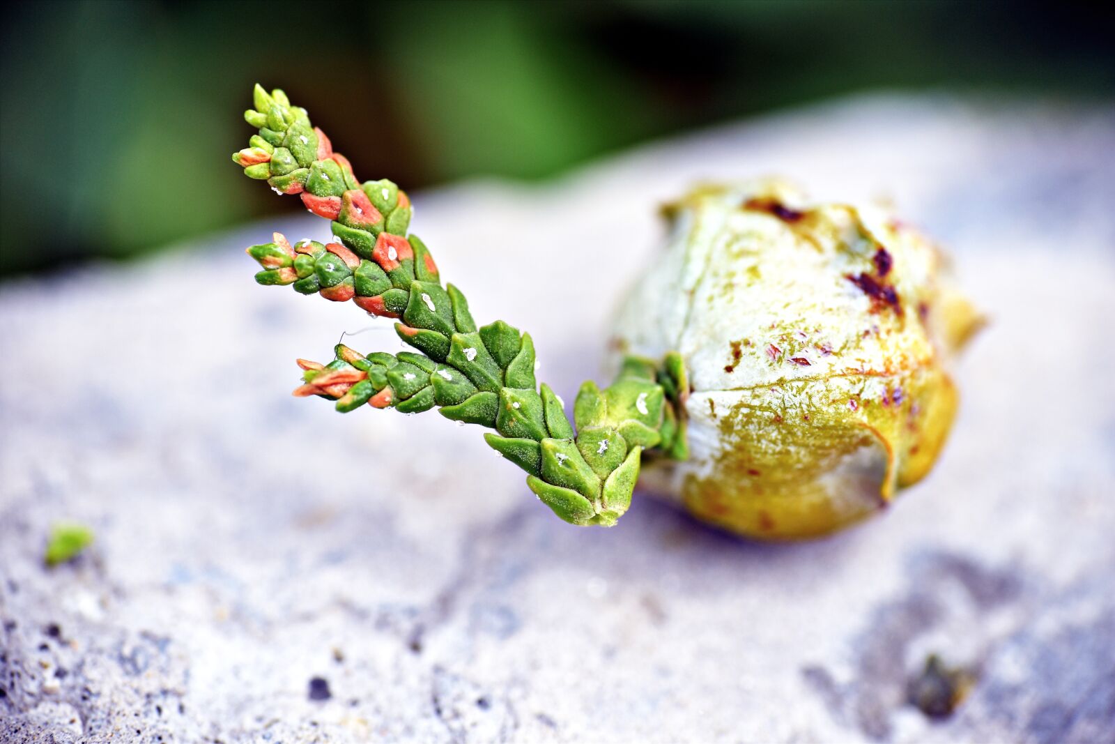 Nikon D5600 sample photo. Thuja, thuja lebensbaum, see photography