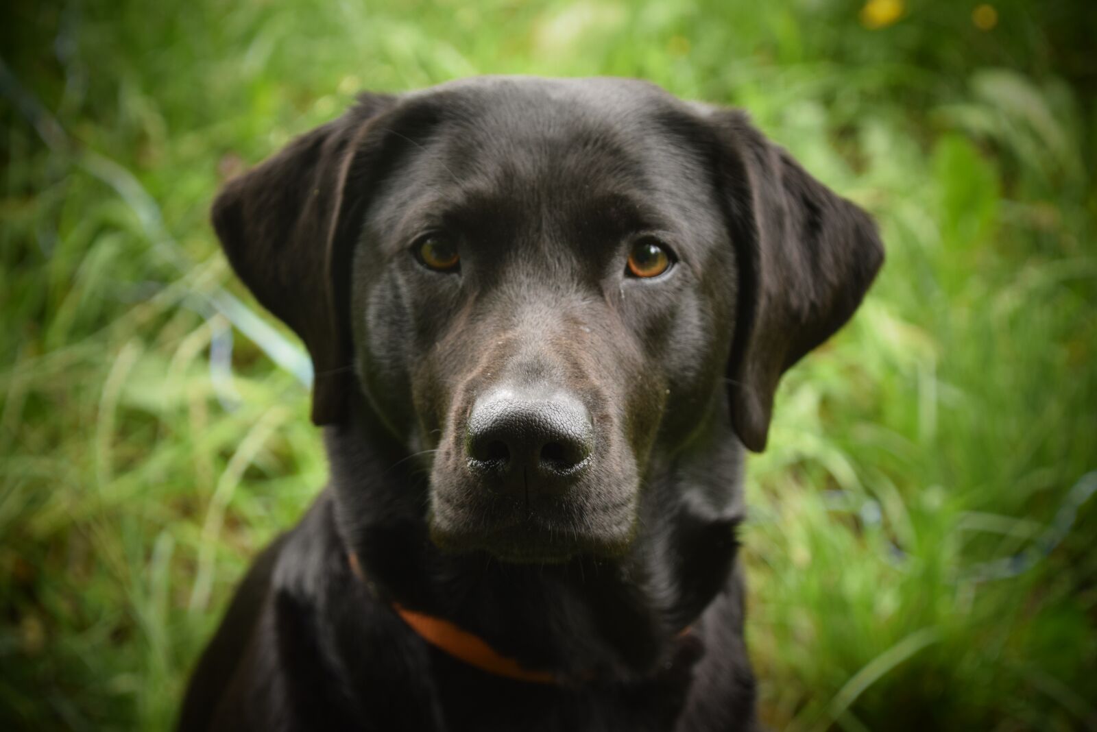 Nikon D3300 sample photo. Dog, canine, pet photography