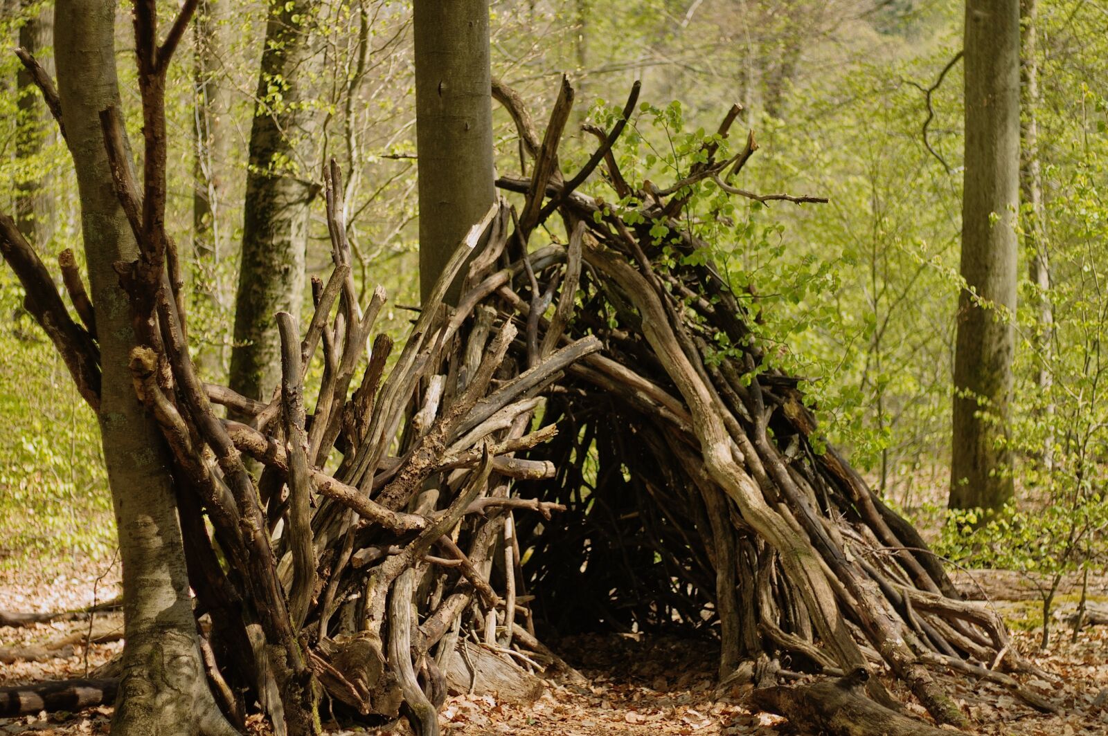 Canon EOS 1100D (EOS Rebel T3 / EOS Kiss X50) + Canon EF 50mm F1.8 STM sample photo. Cabin, forest, wood photography