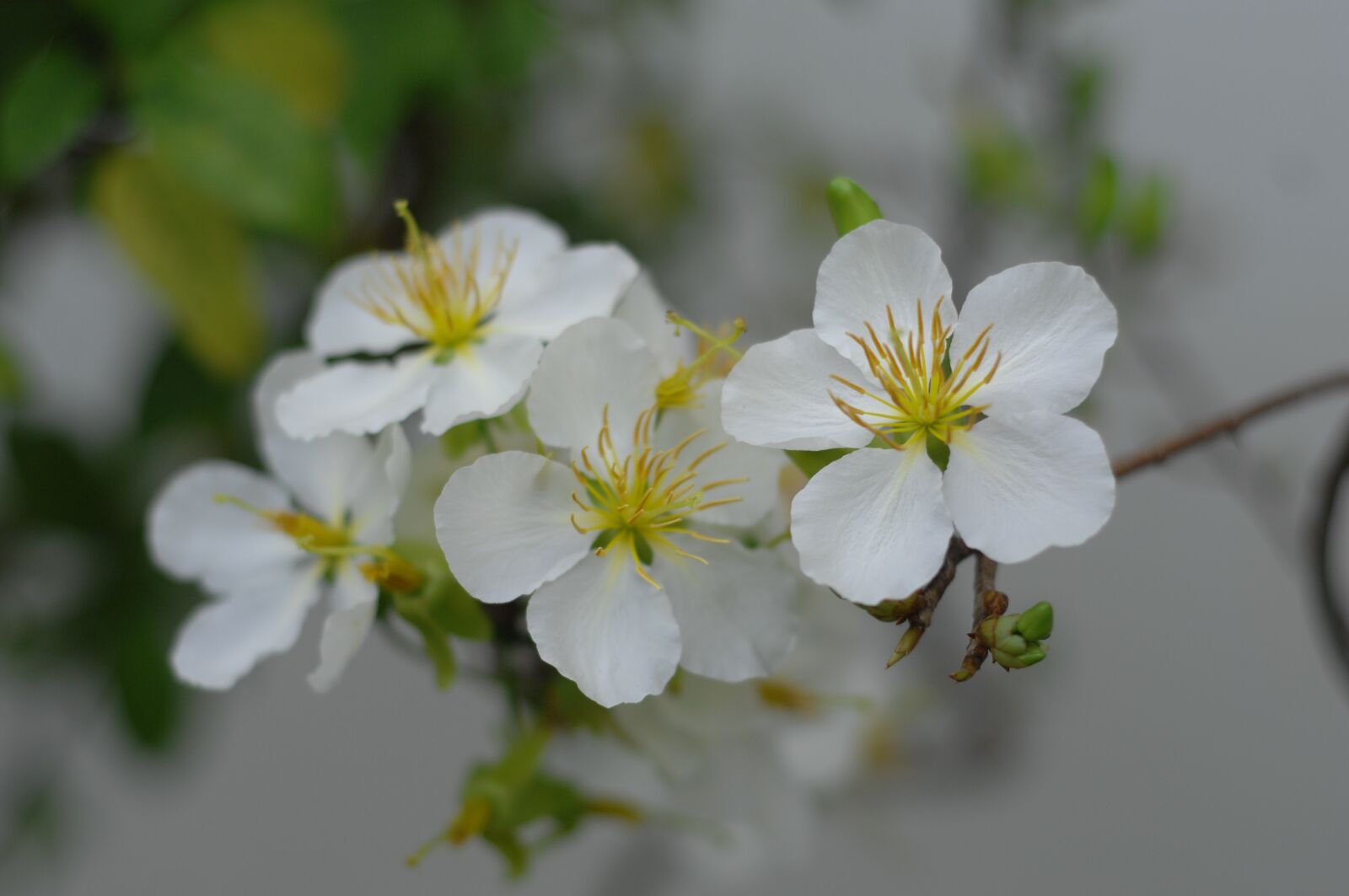 Nikon D2Xs sample photo. Flower, page, the garden photography