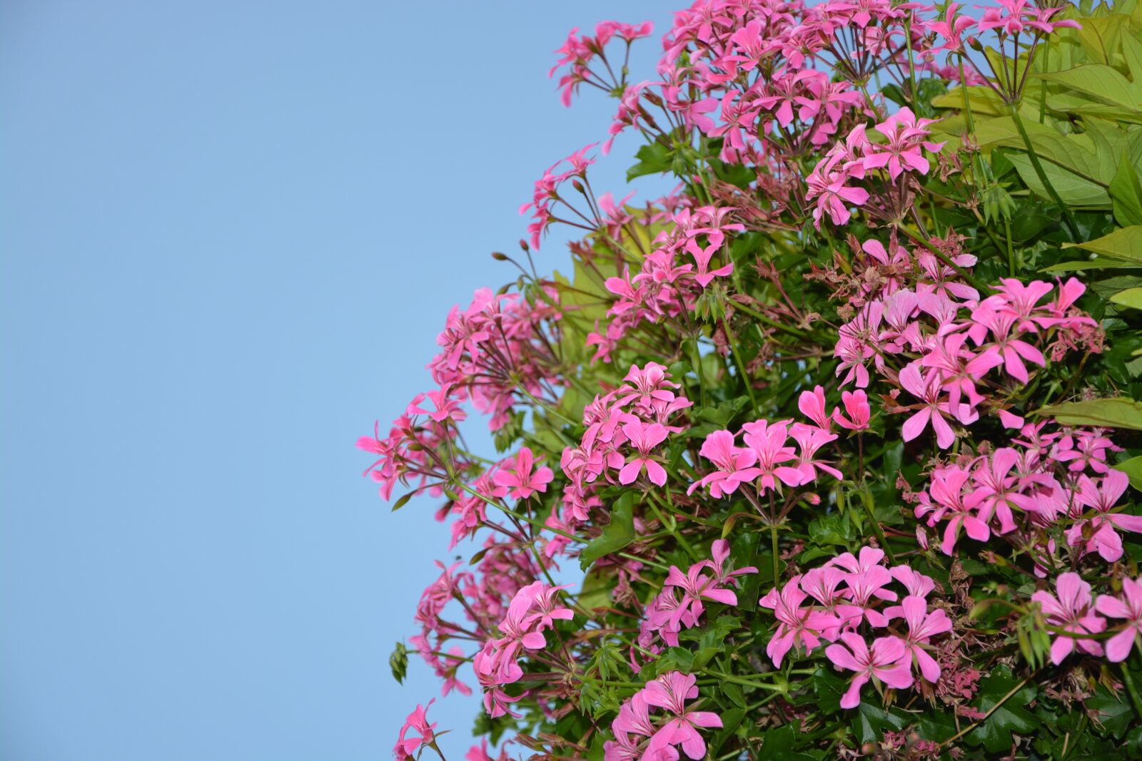 Nikon D5200 sample photo. Flowers geranium simple, pink photography