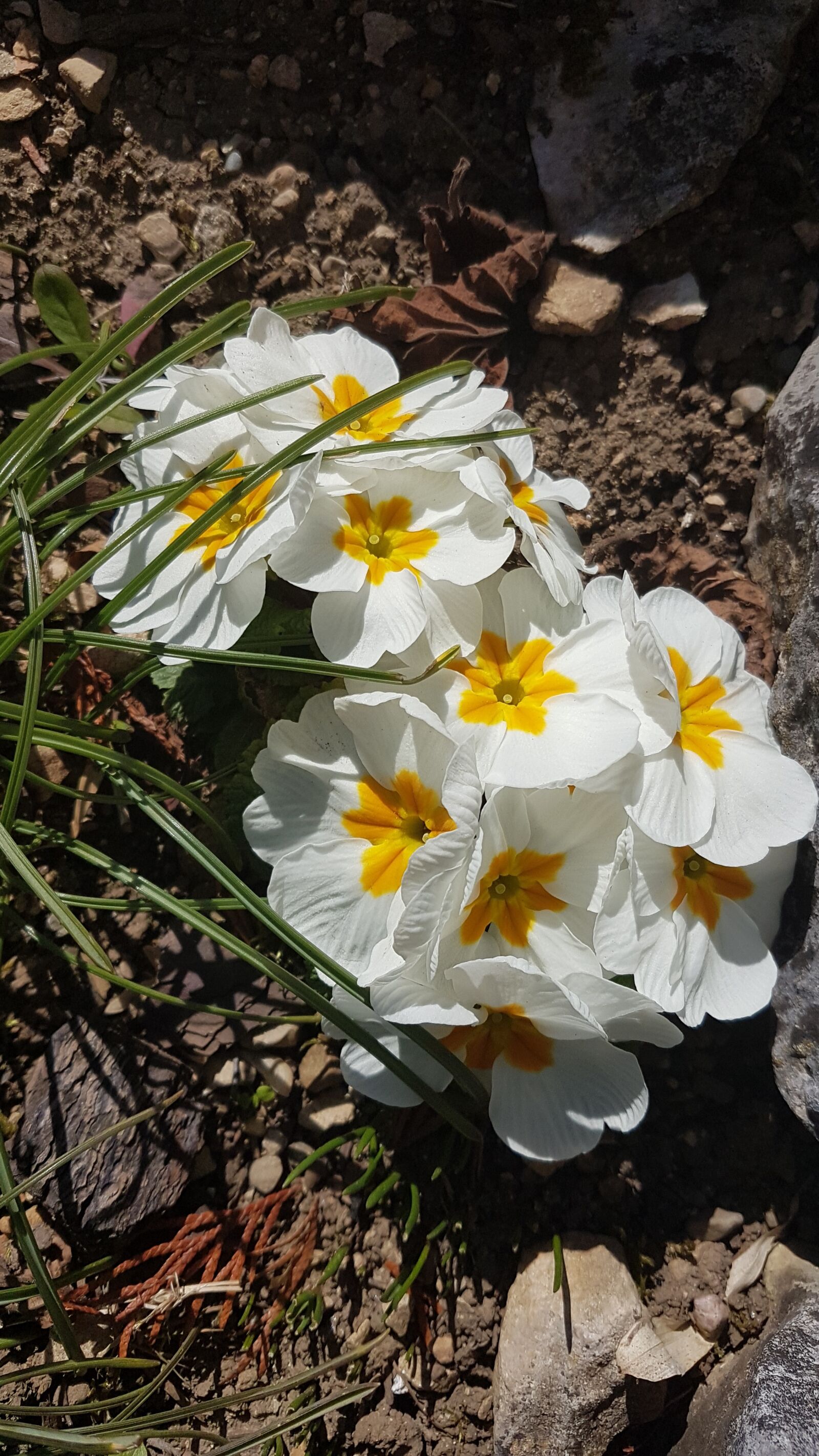 Samsung Galaxy S7 sample photo. Primroses, spring, spring flowers photography