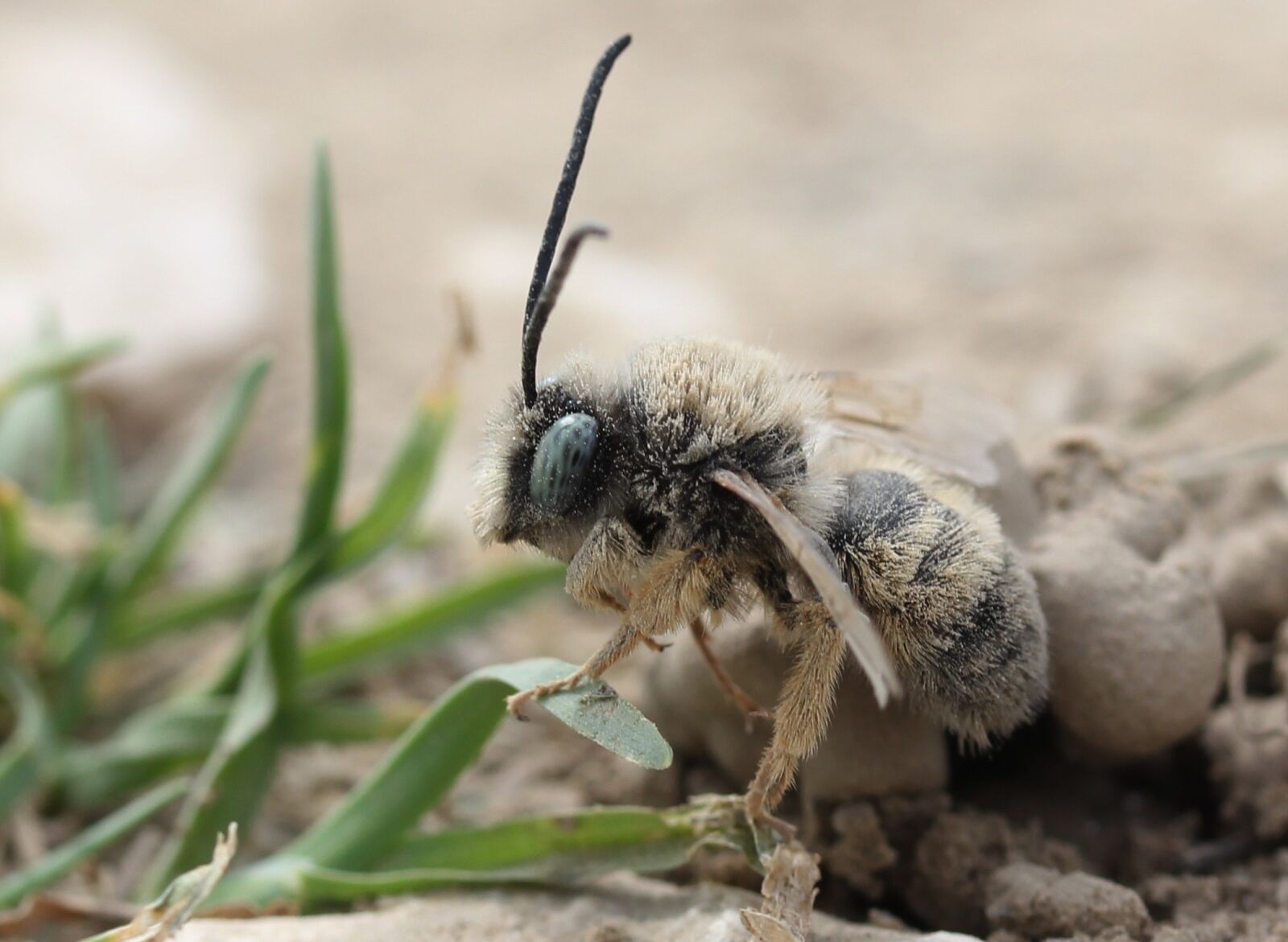 Canon EF-S 60mm F2.8 Macro USM sample photo. Bee, insecta, macro photography