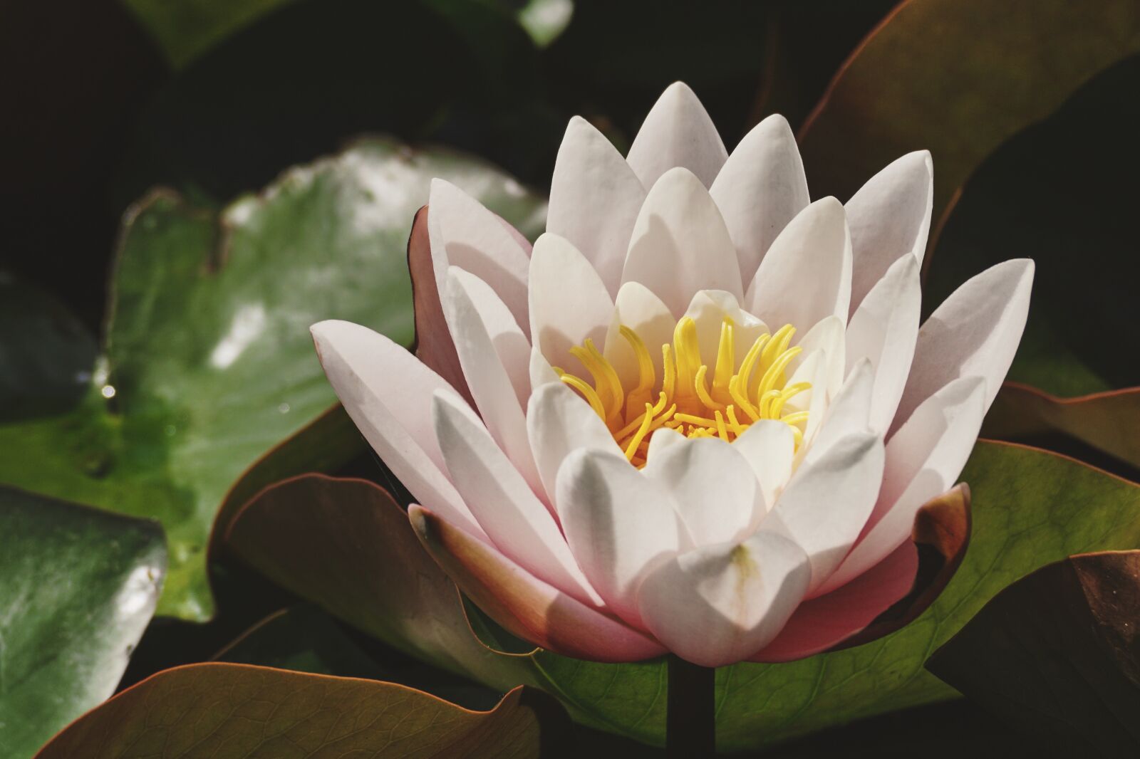 Sony DT 55-300mm F4.5-5.6 SAM sample photo. Water lily, white lily photography