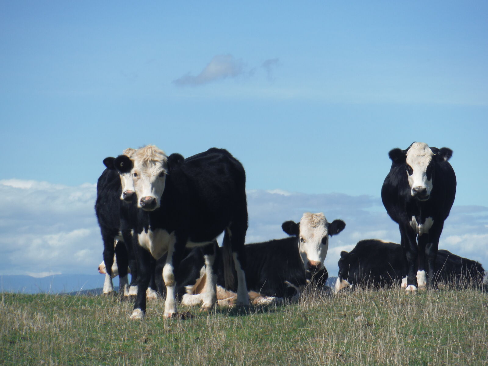 Fujifilm FinePix XP70 XP71 XP75 sample photo. Animal, farming, countryside, cow photography