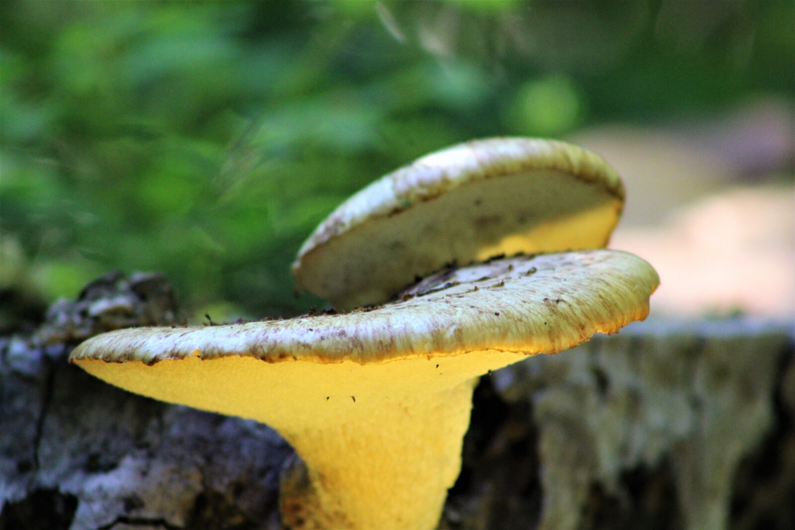 Canon EF75-300mm f/4-5.6 sample photo. Mushrooms, forest, nature photography