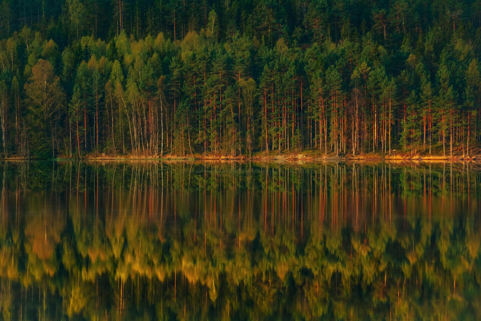 Nikon D5200 sample photo. Forest, lake, the stage photography