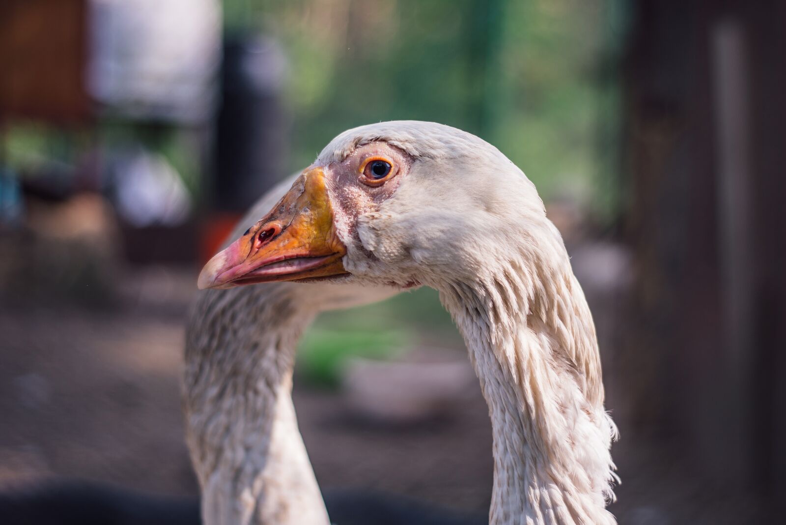 Nikon D800 sample photo. Goose, old gasior, old photography