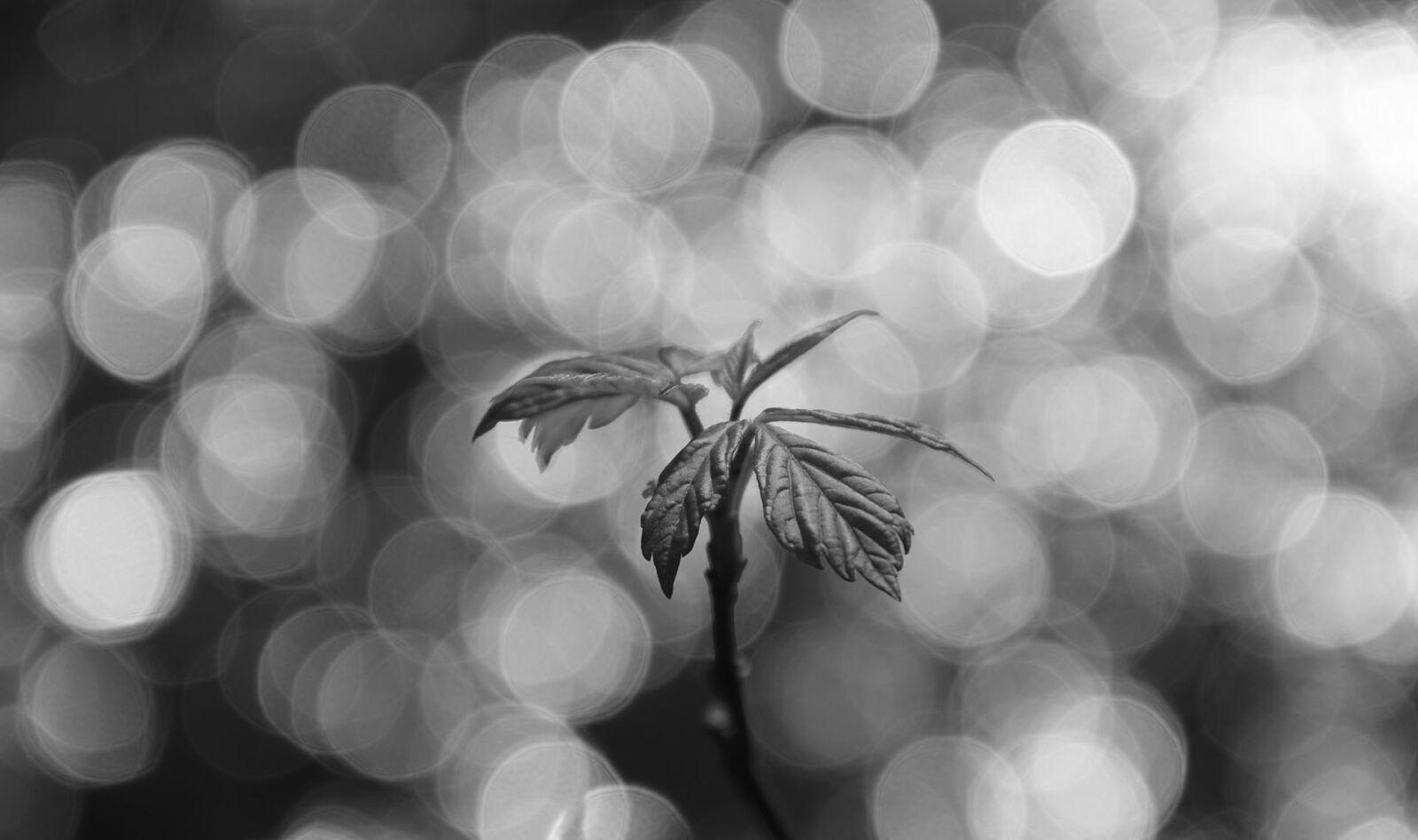 Nikon D5500 sample photo. Black, white, spring photography