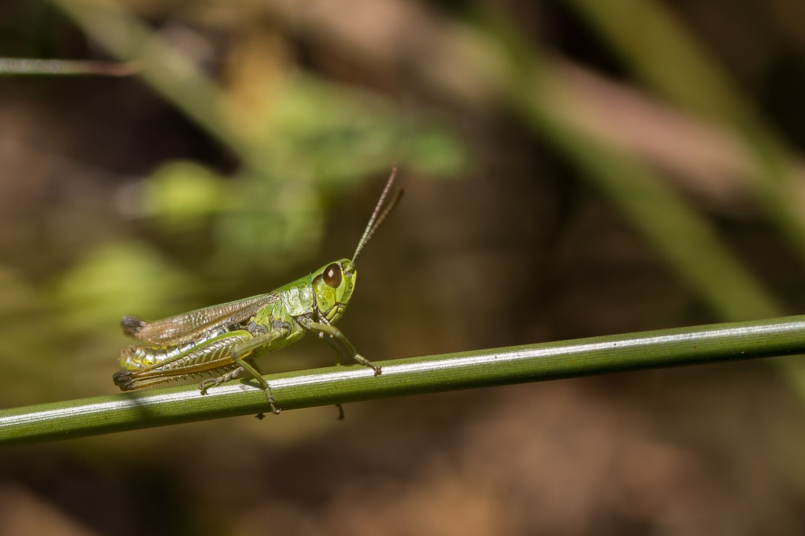 Canon EF 100mm F2.8L Macro IS USM sample photo. Grasshopper, meadow, insect photography