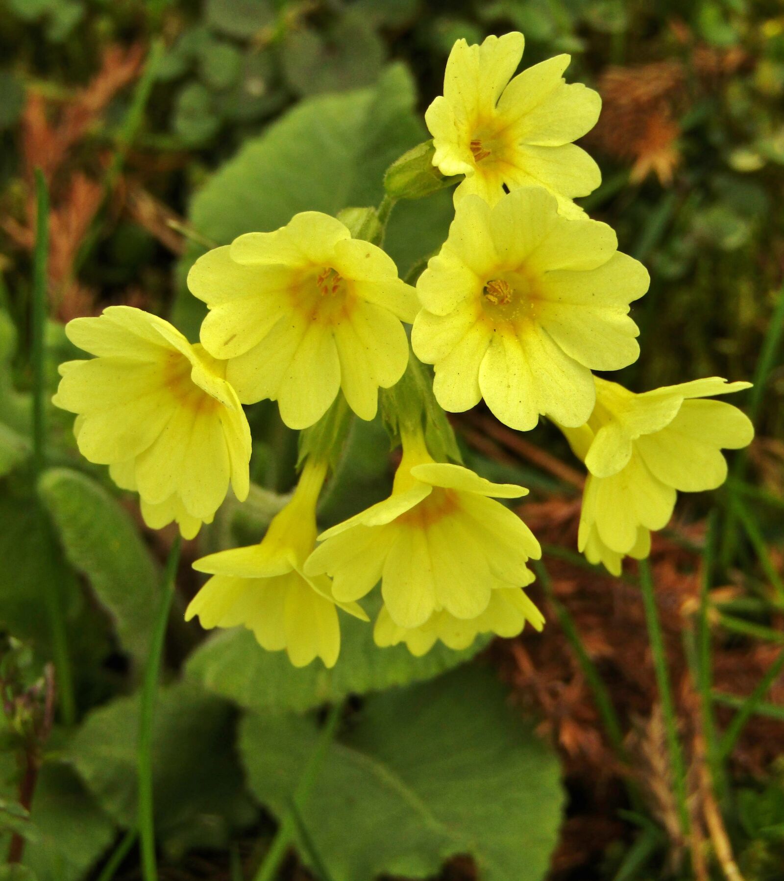 Canon POWERSHOT SX432 IS sample photo. Cowslip, yellow, nature photography