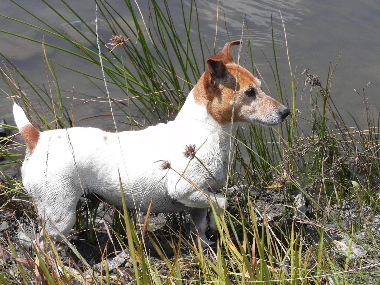 Nikon Coolpix P100 sample photo. Jack russel, dog, water photography