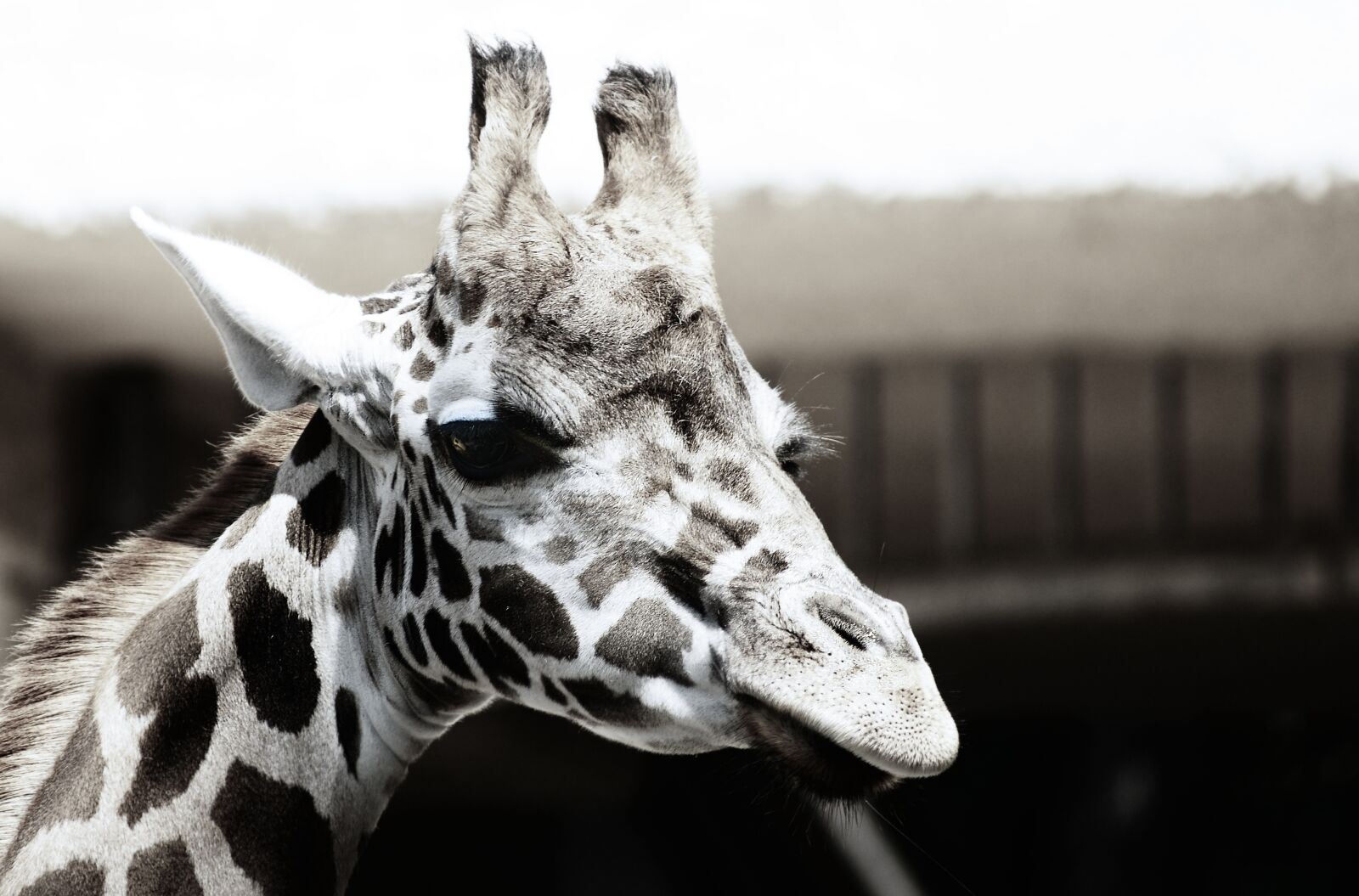 Sony Alpha DSLR-A700 sample photo. Animal, giraffe, zoo photography