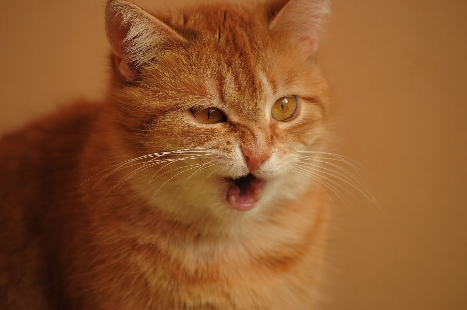 Nikon D90 sample photo. Red cat, cat, sneeze photography
