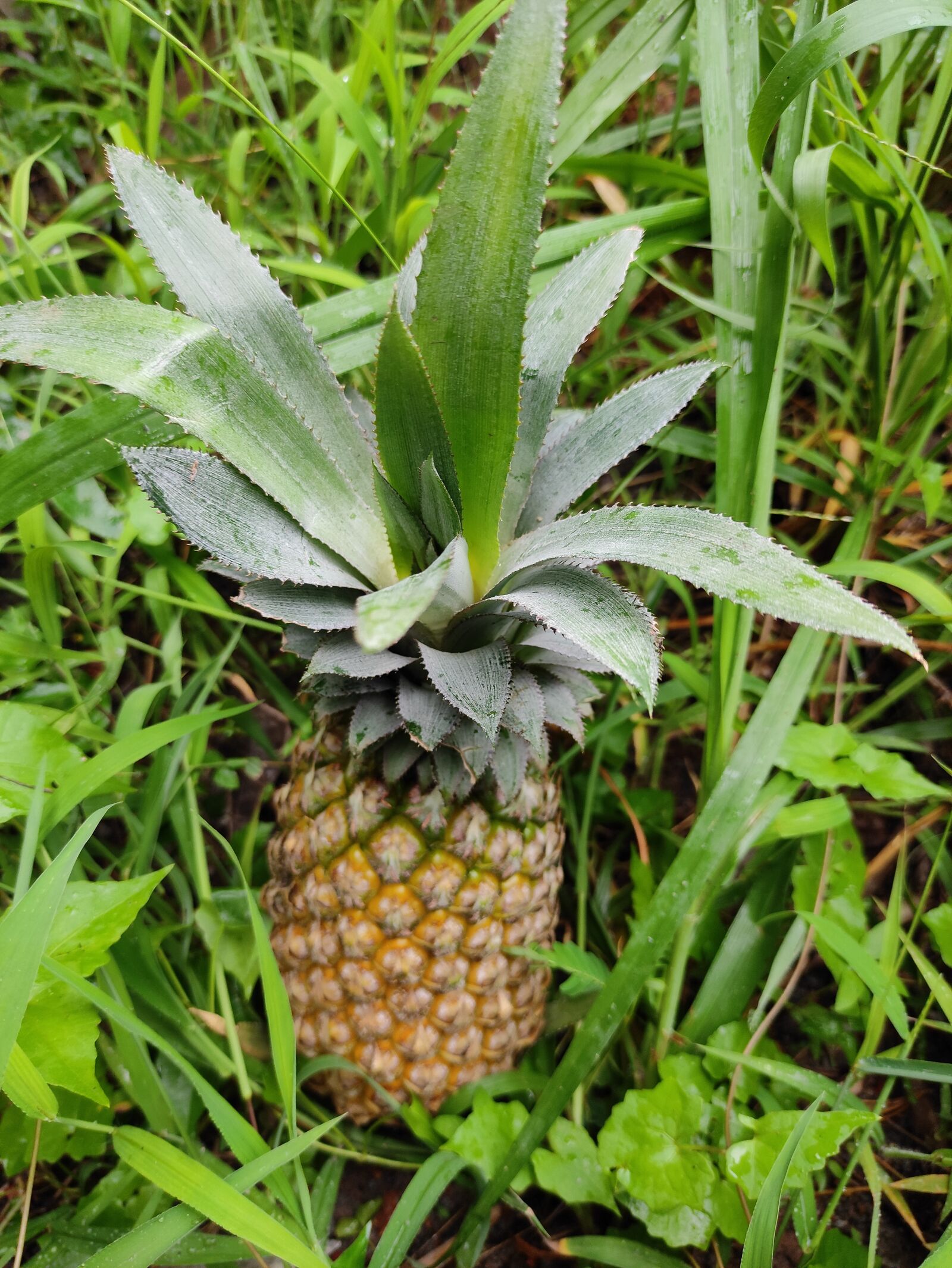 Xiaomi POCO X2 sample photo. Pineapple, fruit, plants photography