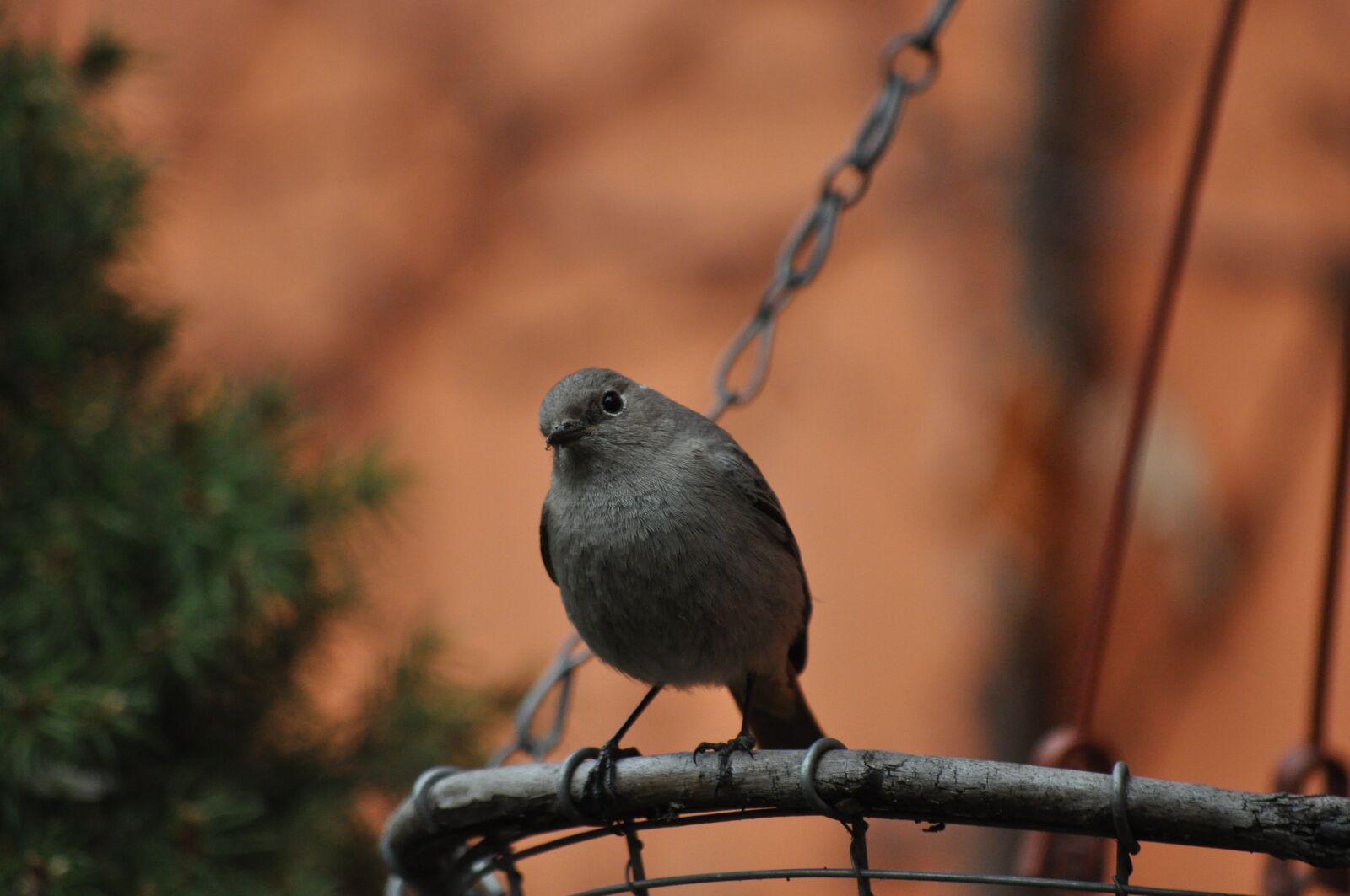 Nikon D5000 sample photo. Cinderella, bird, spring photography
