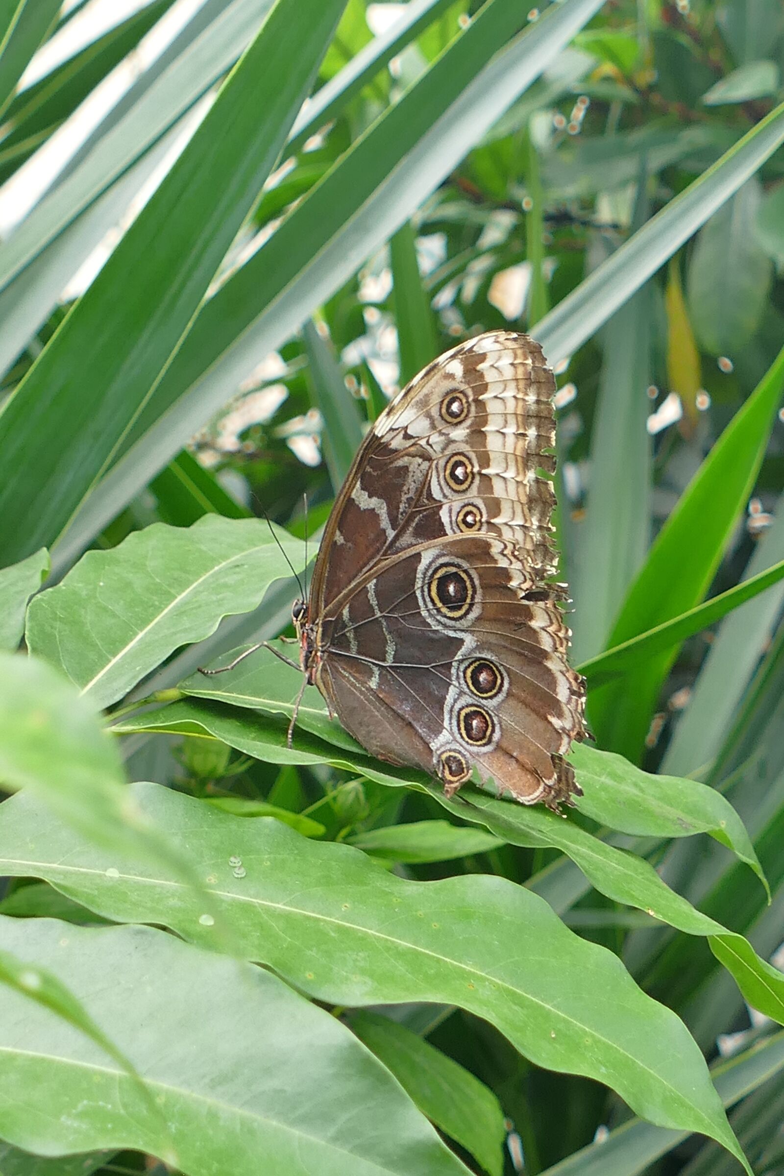 Panasonic Lumix DMC-FZ1000 sample photo. Owl butterfly, butterfly, waltz photography