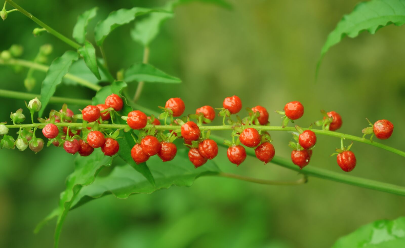Nikon D5300 sample photo. Small fruit, red color photography