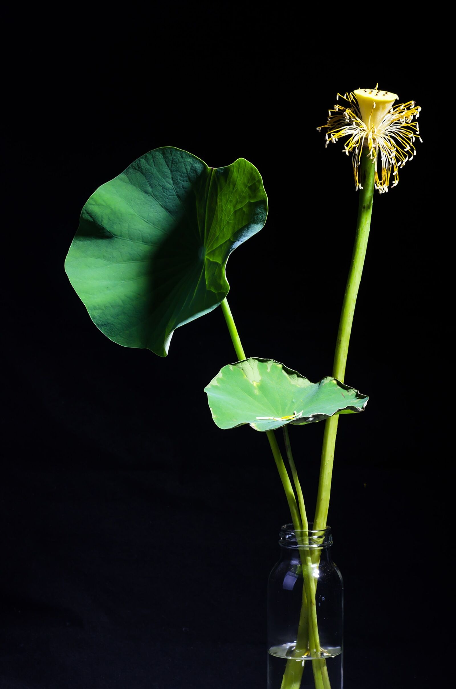 Nikon D7000 sample photo. Lotus, plant, potted plants photography
