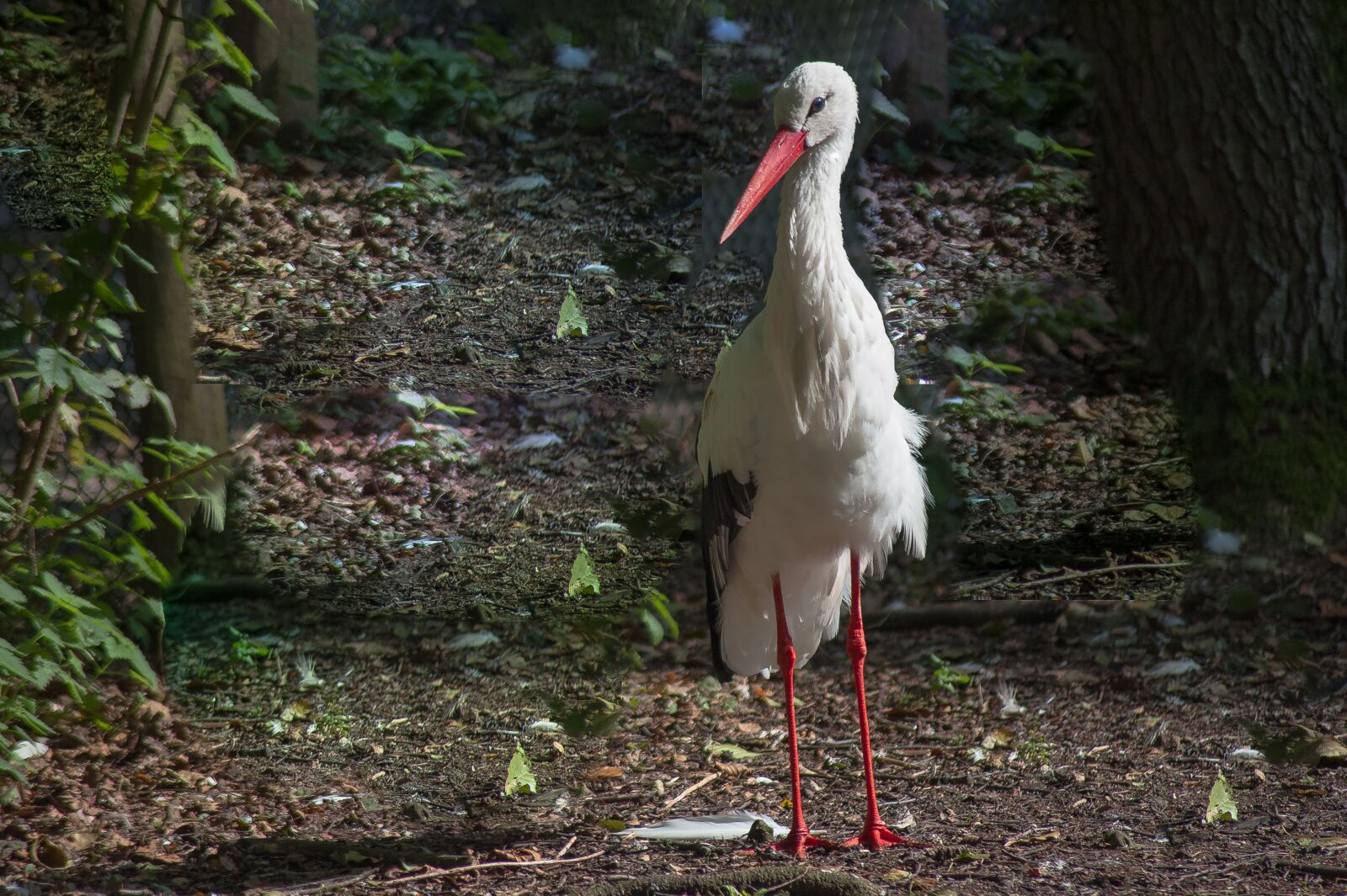 Nikon D700 sample photo. White stork, wing, bill photography