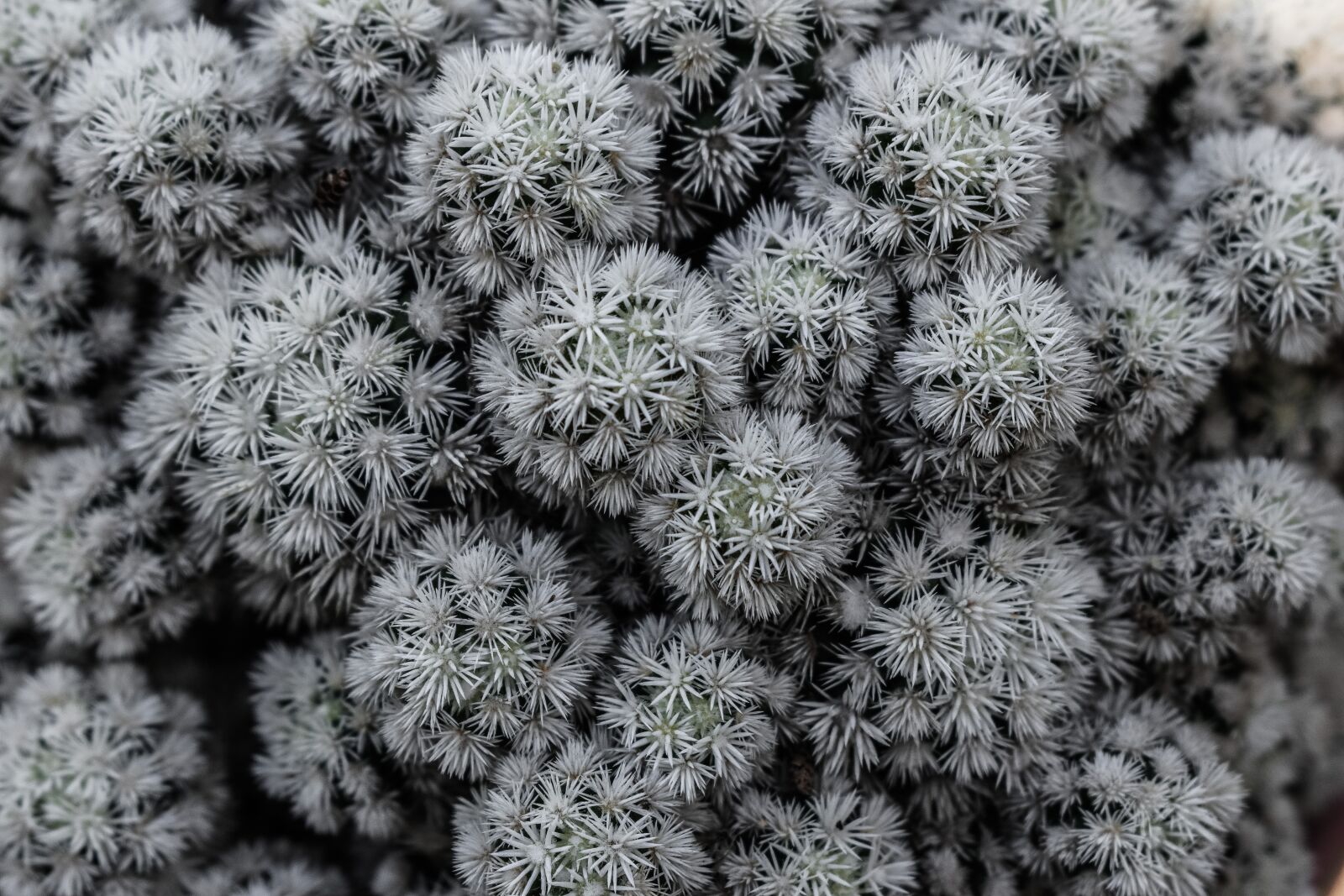 Nikon D3300 sample photo. Cactus, white, spines photography