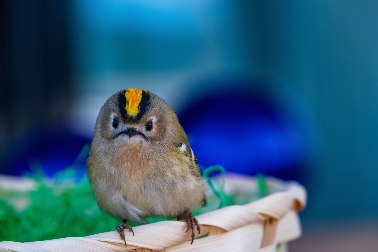 Fujifilm X-T3 sample photo. Goldcrest, bird, regulus regulus photography
