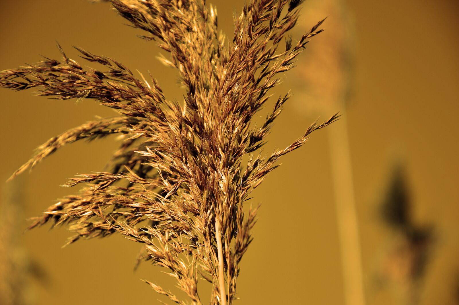 Nikon D3200 sample photo. Grass, grasses, reed photography