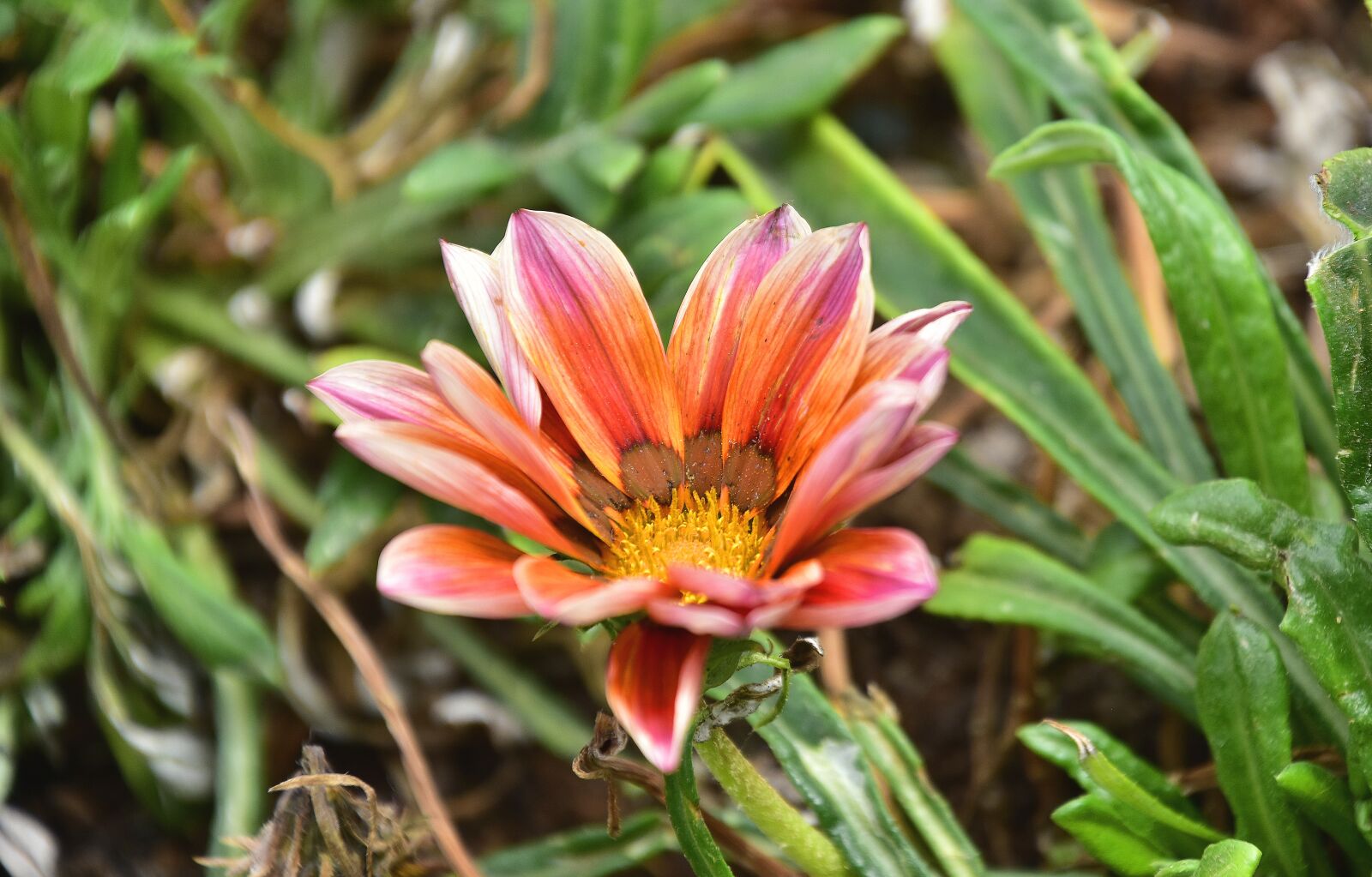 Nikon D7200 sample photo. Flora, garden, nature photography