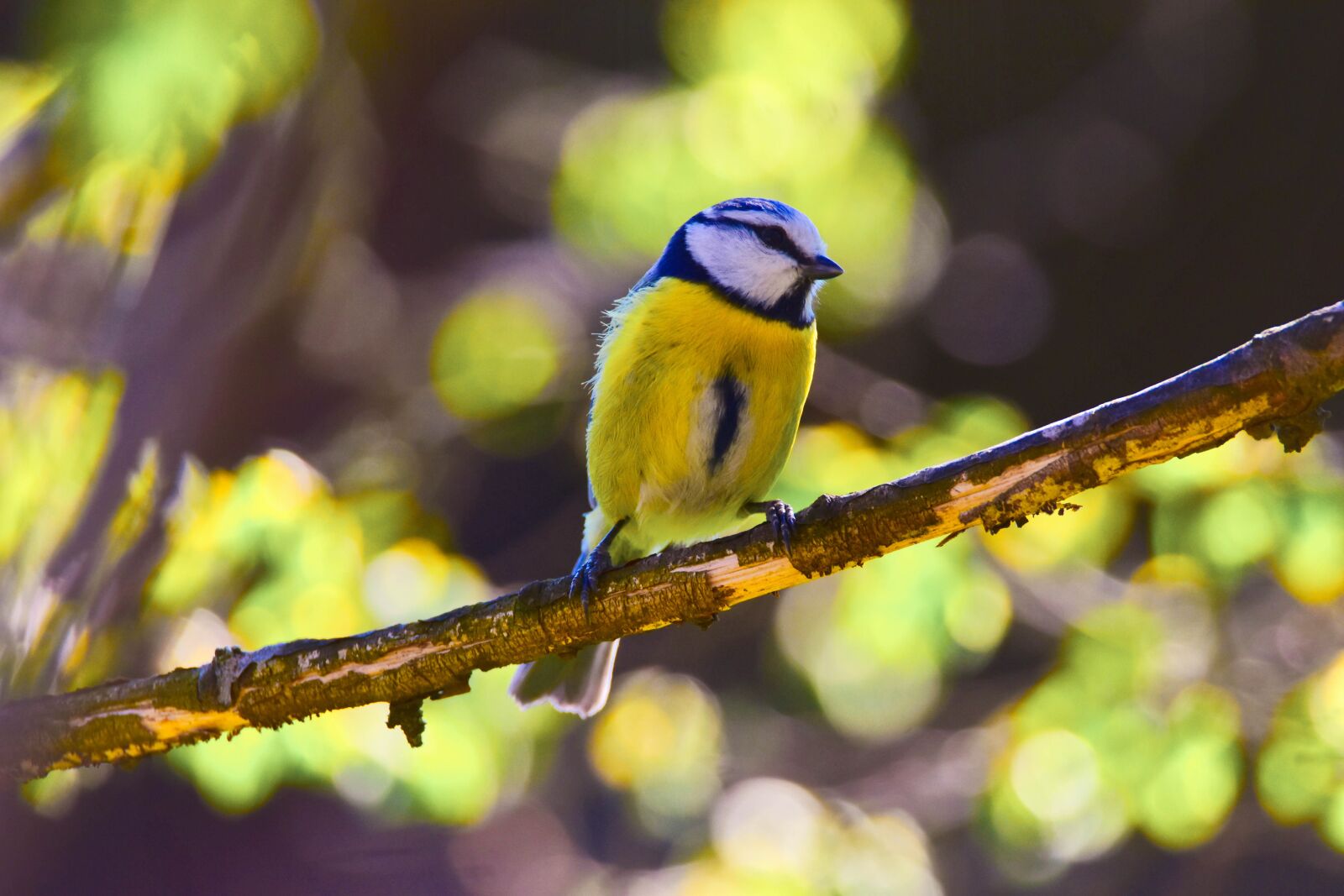 Tamron SP 150-600mm F5-6.3 Di VC USD sample photo. Bird, nature, tit photography