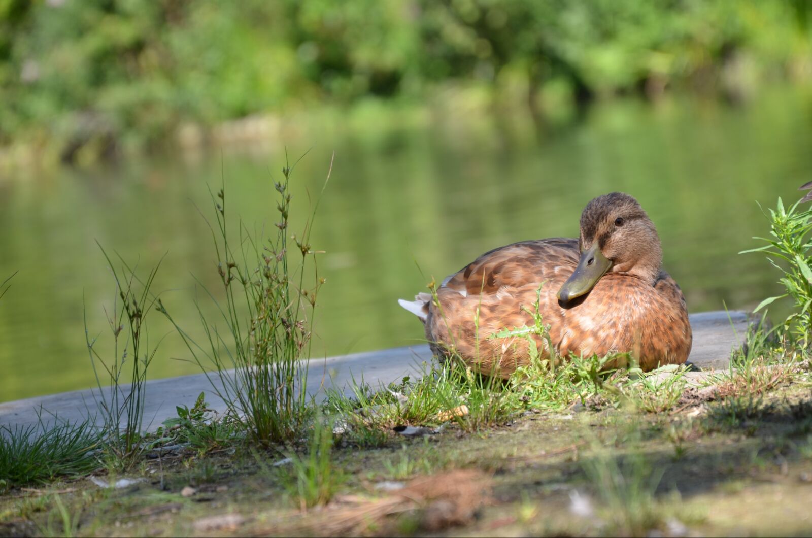 Nikon D5100 sample photo. Duck, animal, bird photography