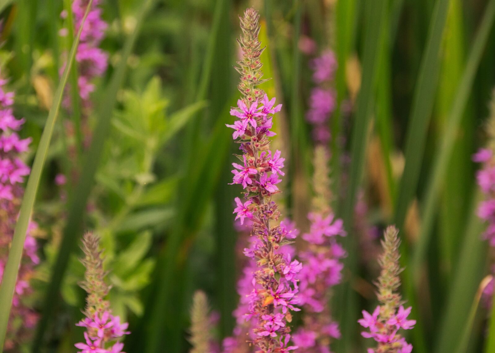 Canon EOS 200D (EOS Rebel SL2 / EOS Kiss X9) sample photo. Wild flower, purple, nature photography
