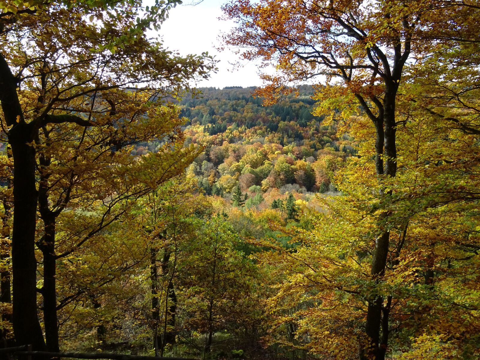 Sony DSC-HX60 sample photo. Autumn forest, leaves, federal photography