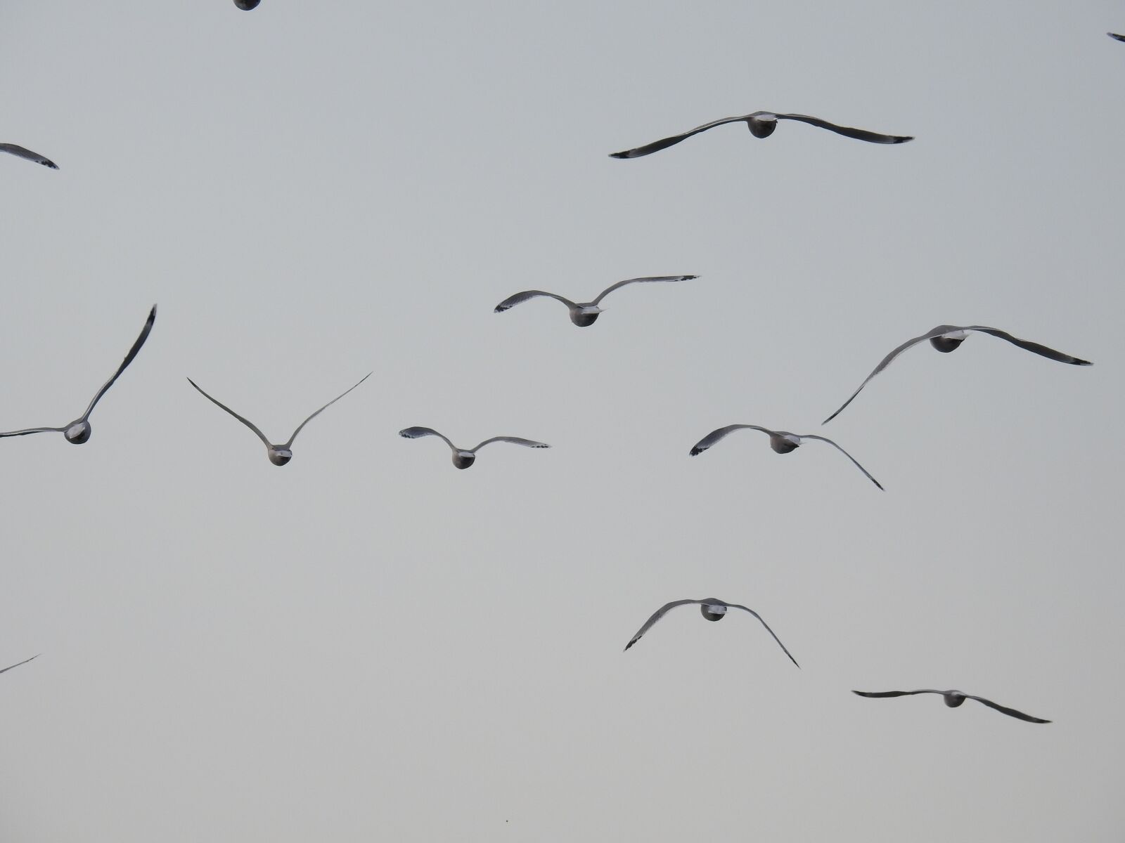 Nikon Coolpix P900 sample photo. Seagulls, flight, birds photography