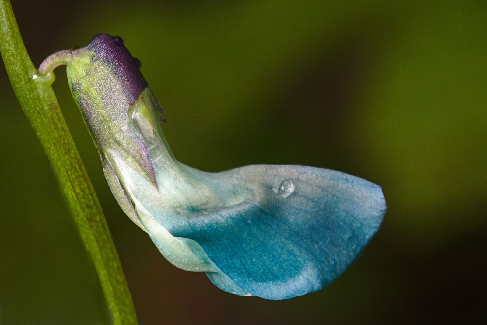 Canon EOS M5 sample photo. Blue, macro, wild plant photography