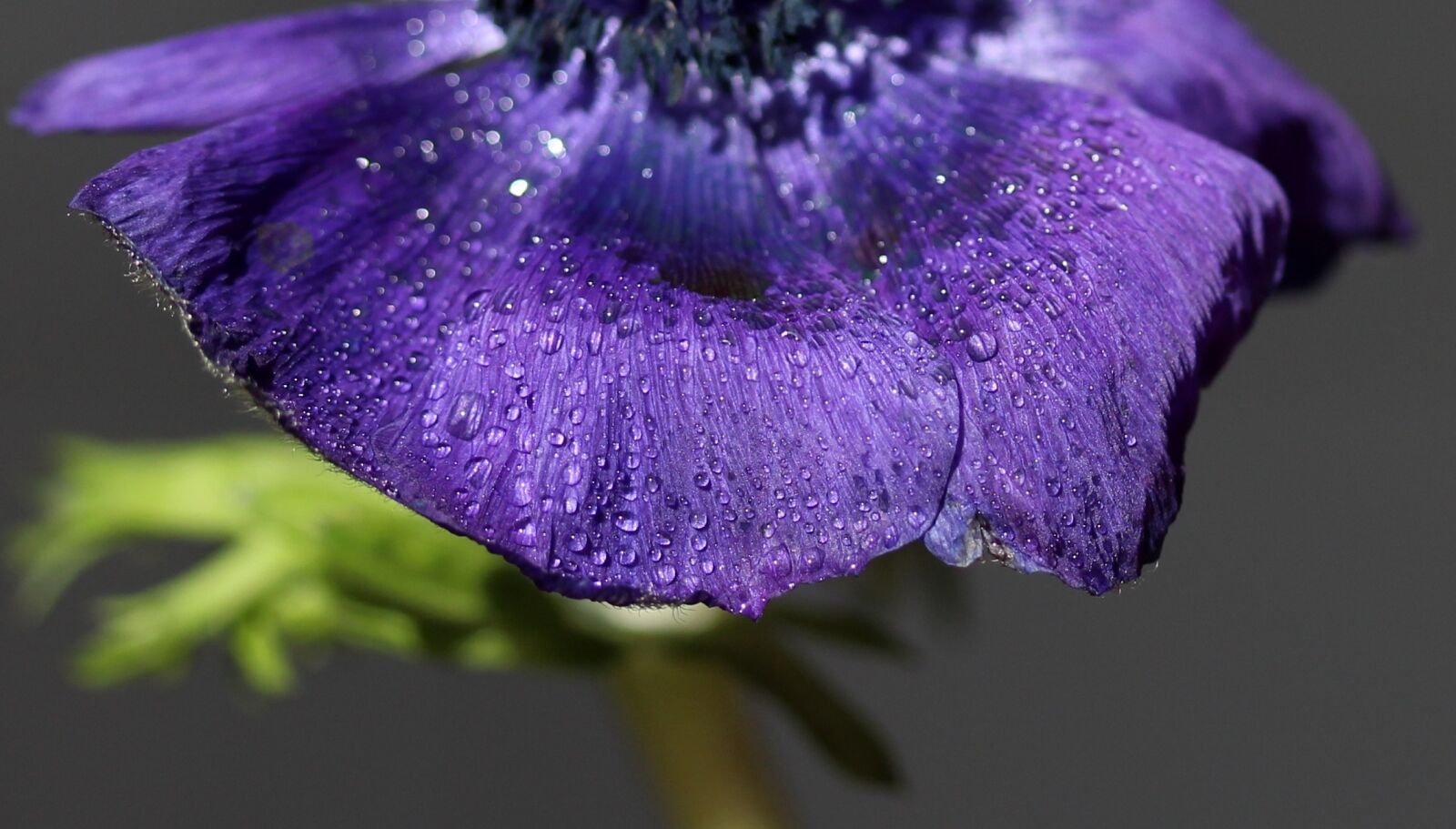 Canon EOS 700D (EOS Rebel T5i / EOS Kiss X7i) sample photo. Flower, blue, drops photography