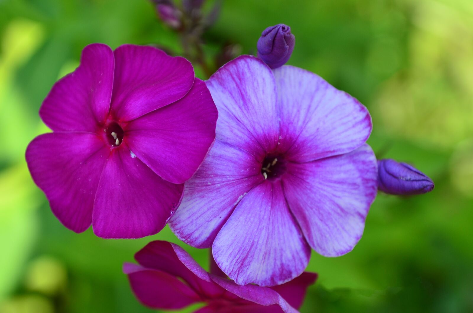 Nikon D5100 sample photo. Flowers, purple, spring photography