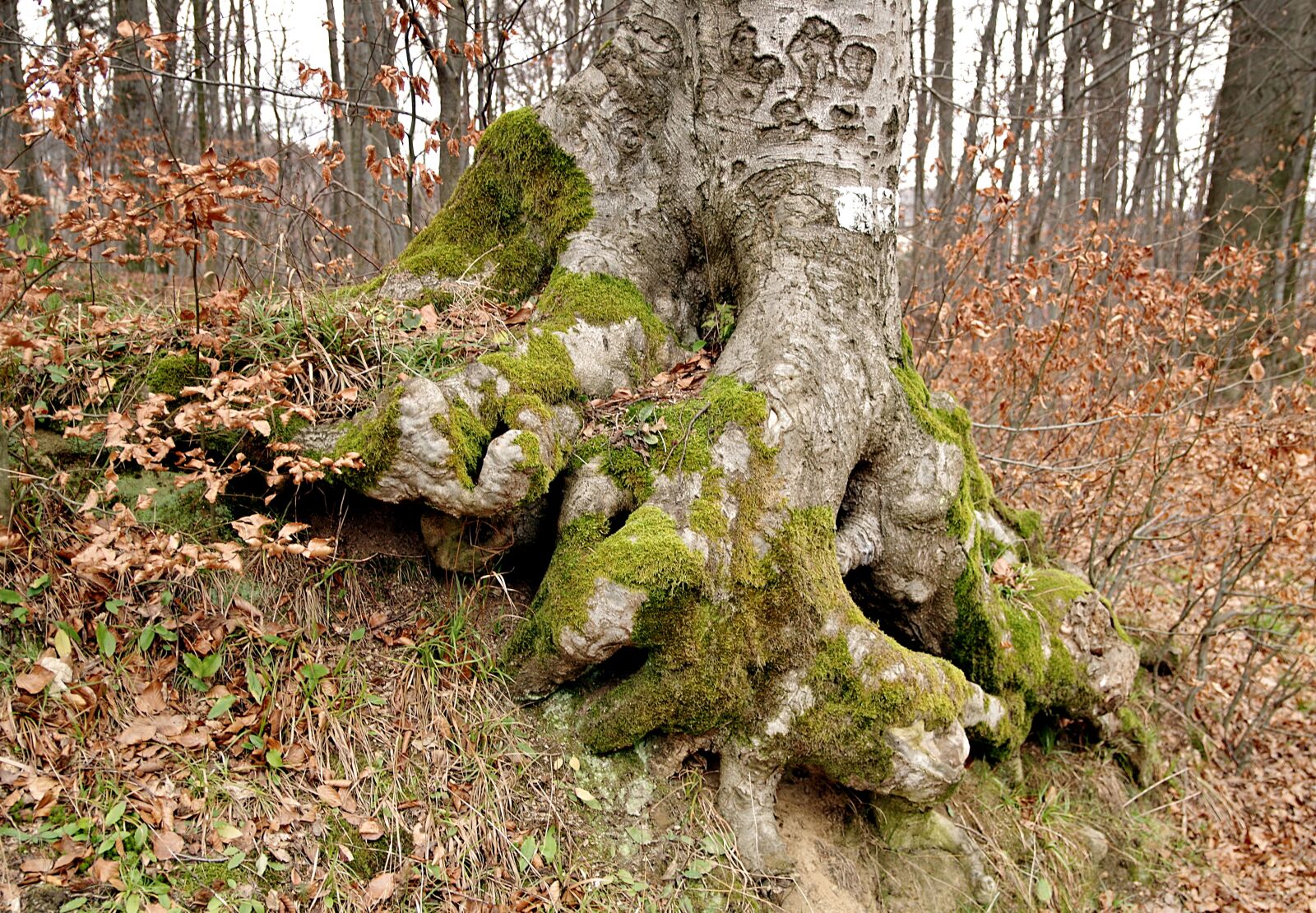 Pentax K-S2 sample photo. Nature, tree, the roots photography