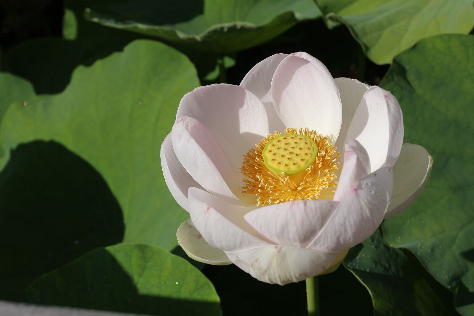 Canon EOS 40D sample photo. Lotus, flower, lotusflower photography