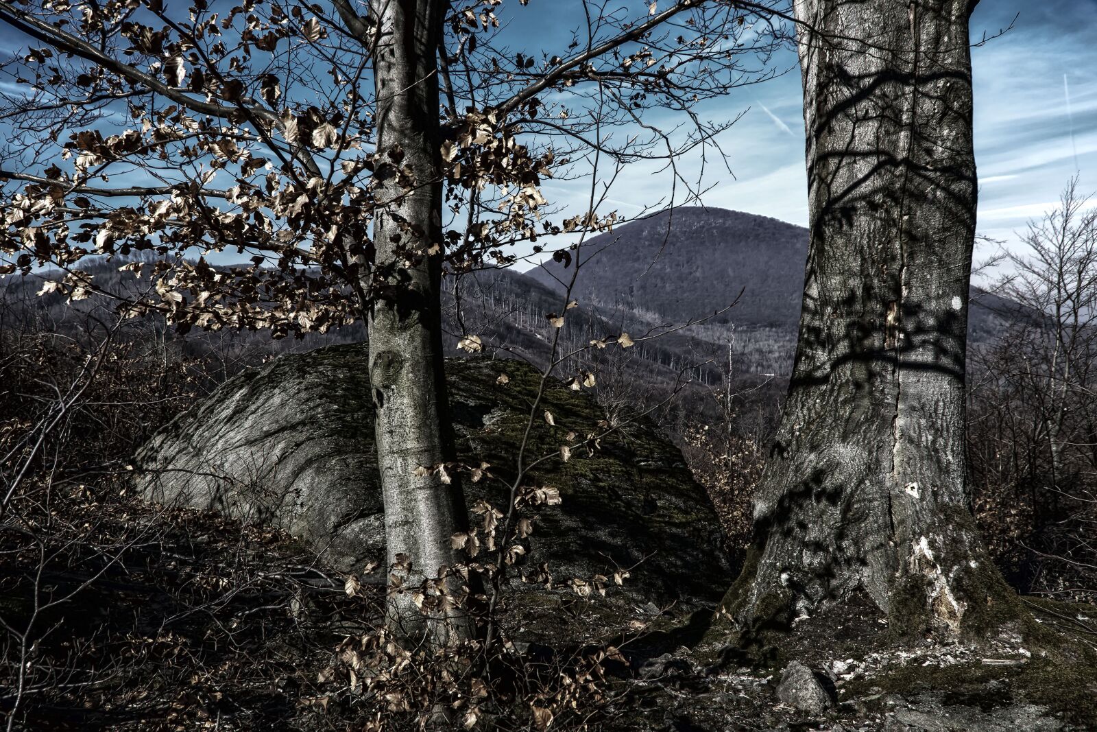 Nikon D5300 sample photo. Mountains, forests, trees photography