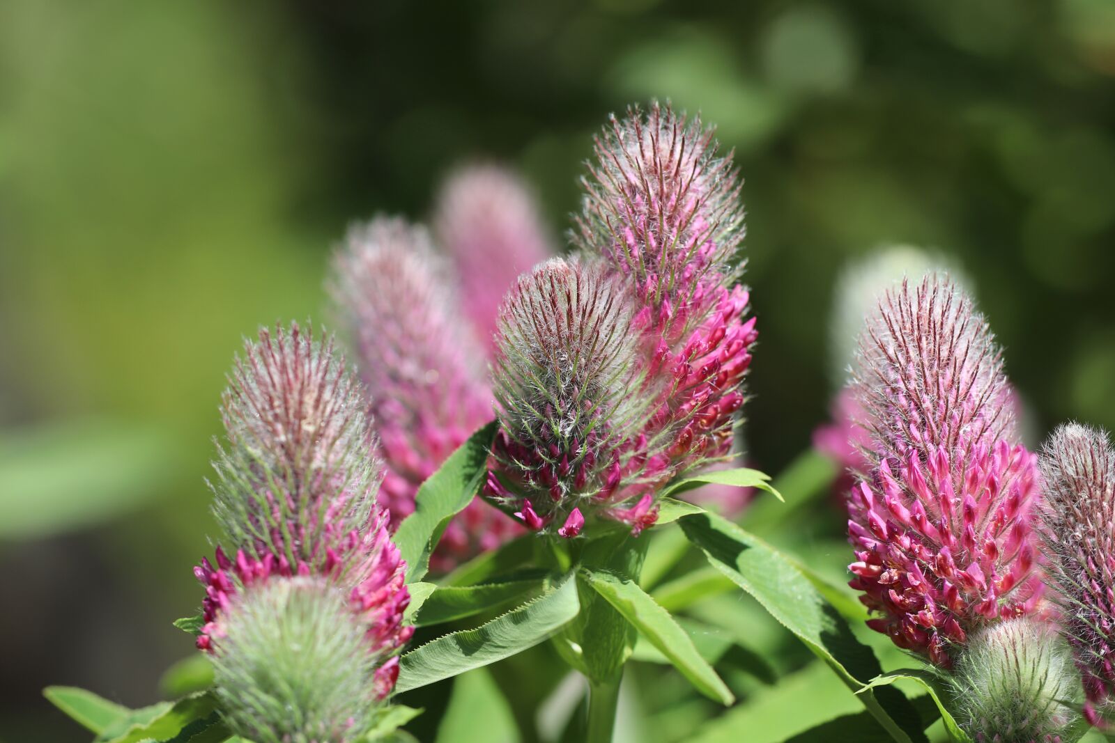 Canon EOS 800D (EOS Rebel T7i / EOS Kiss X9i) sample photo. Blood clover, fuchschwanz-clover, long photography