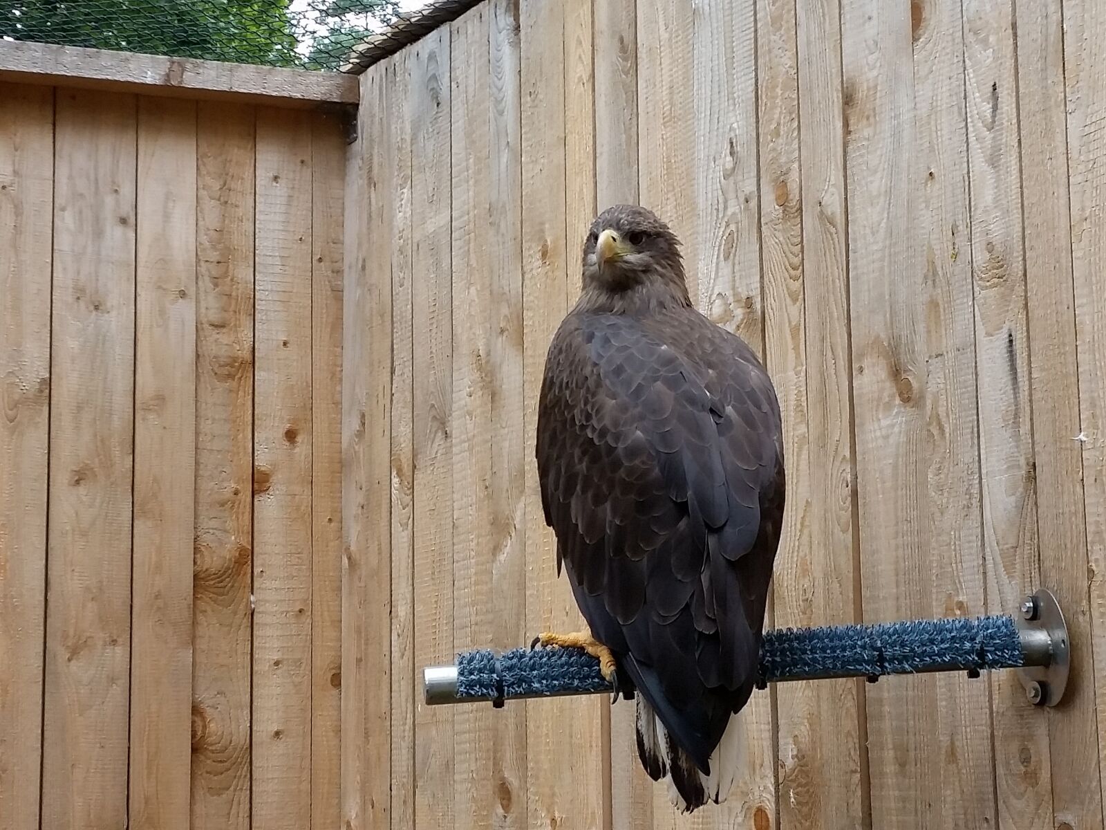 Samsung Galaxy S5 sample photo. Bird, predator, wild animal photography
