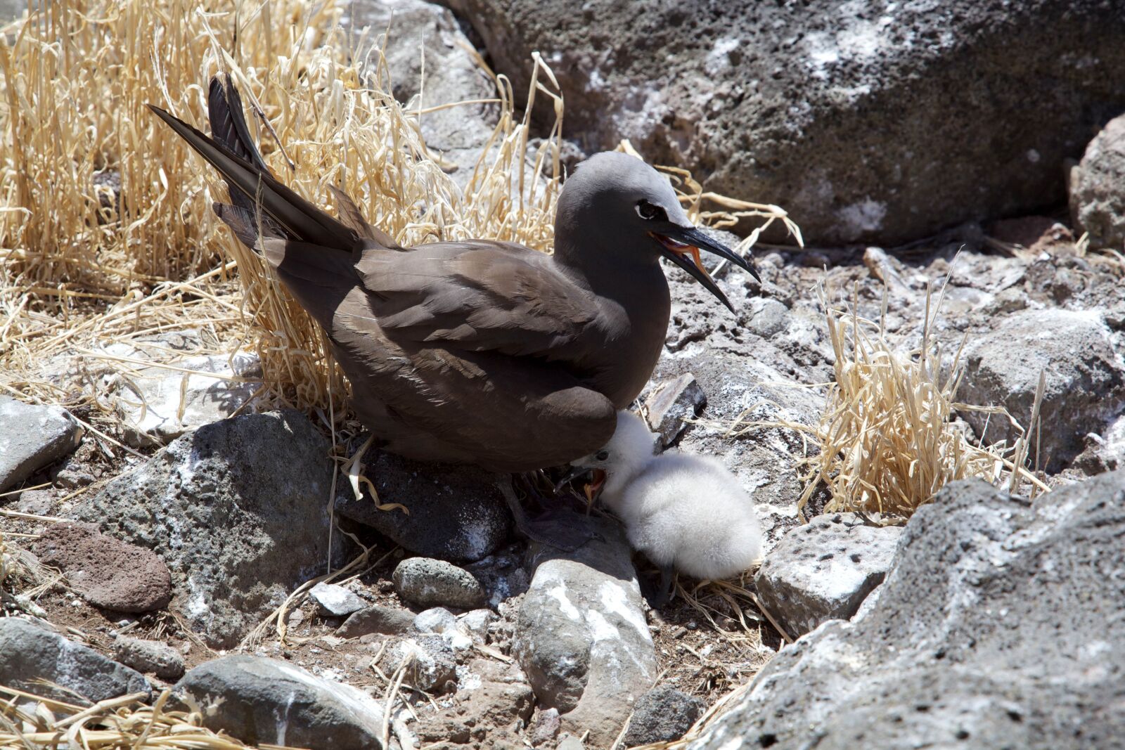 Canon EOS 5D Mark II sample photo. Brown, noddy, nest, bird photography