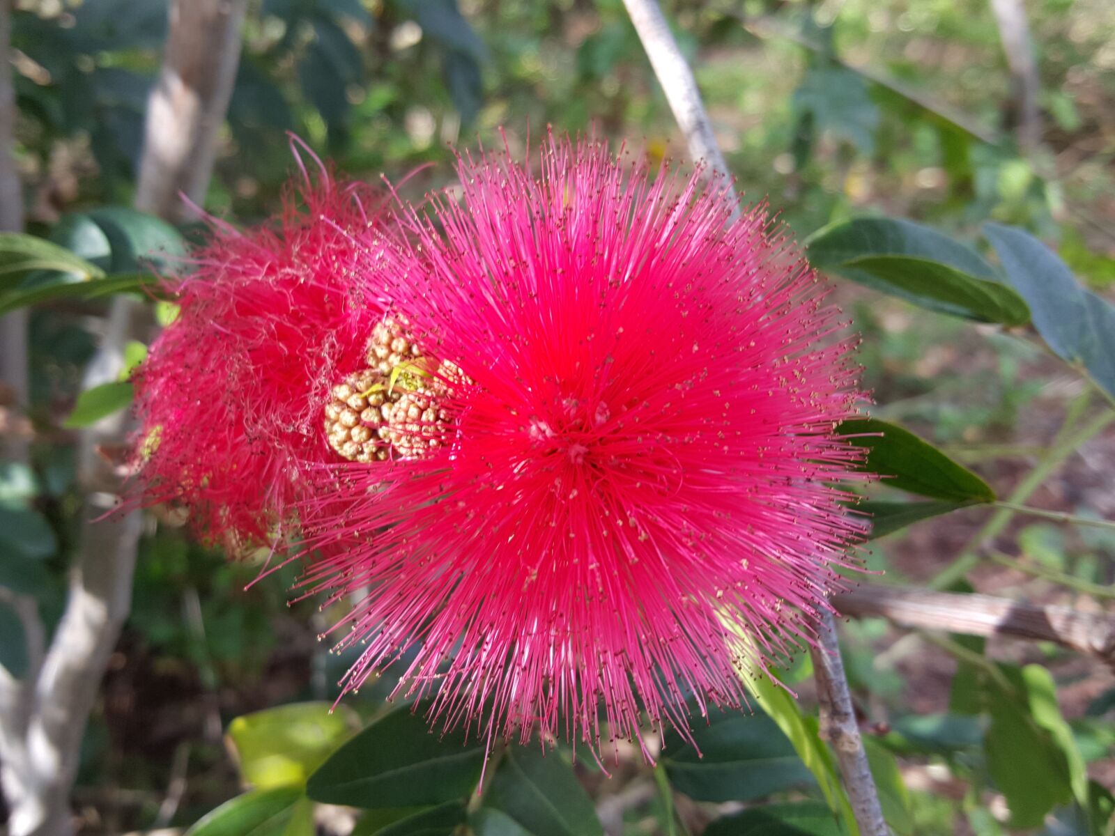 Samsung Galaxy S6 sample photo. Fluffy flower, australian, queensland photography