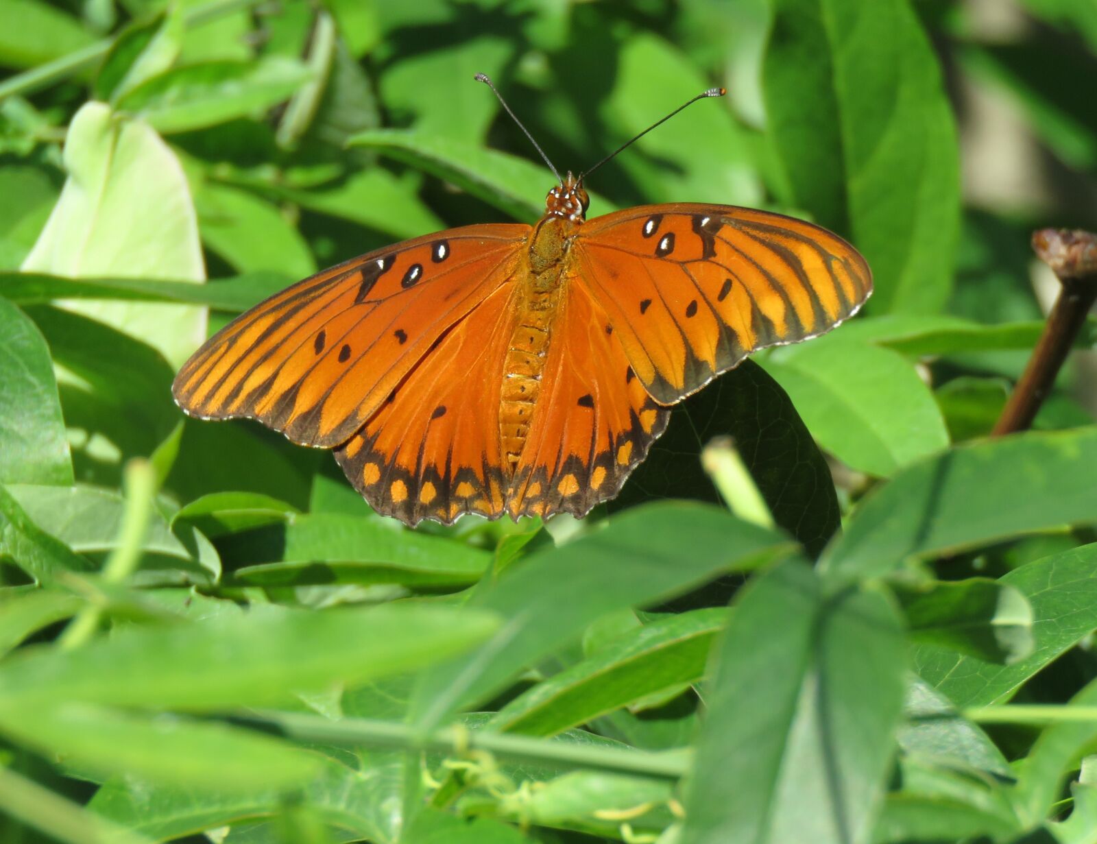 Canon PowerShot SX60 HS sample photo. Butterfly, orange and rust photography