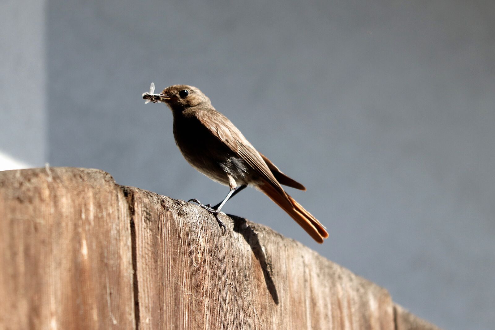 Canon EOS 77D (EOS 9000D / EOS 770D) sample photo. Songbird, rotschwaenzchen, black redstart photography